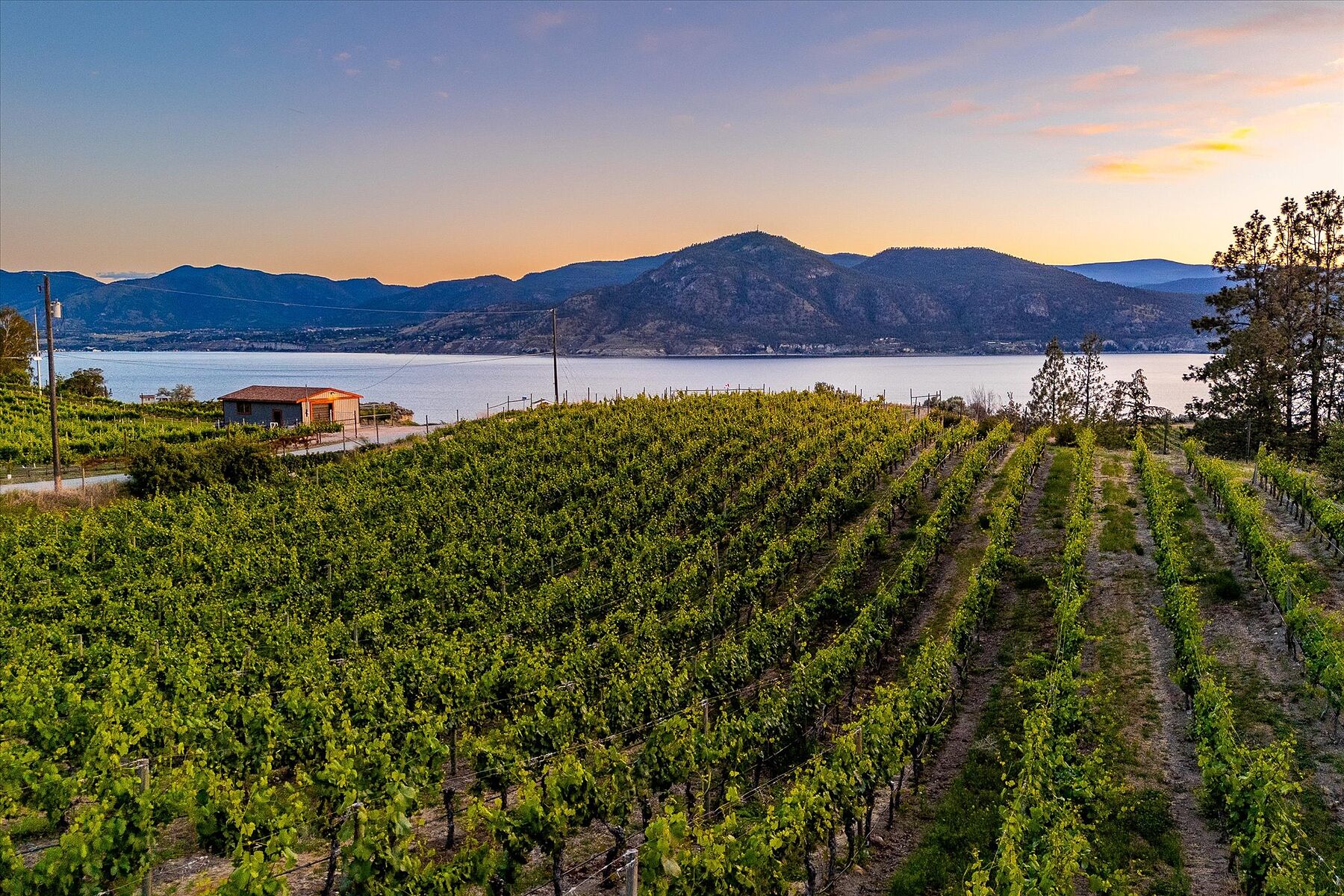  Multiple Homes on a Vineyard - 物件實景