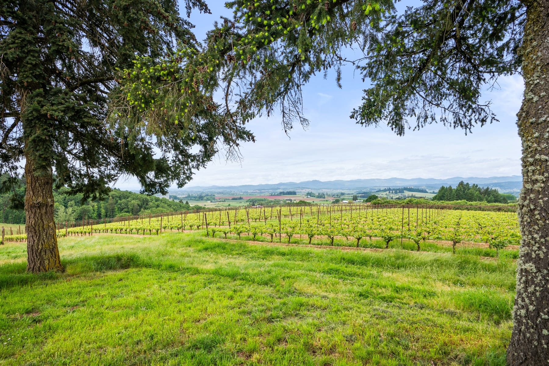  8810 NE BLACKBURN RD Yamhill, OR 97148 - 物件實景
