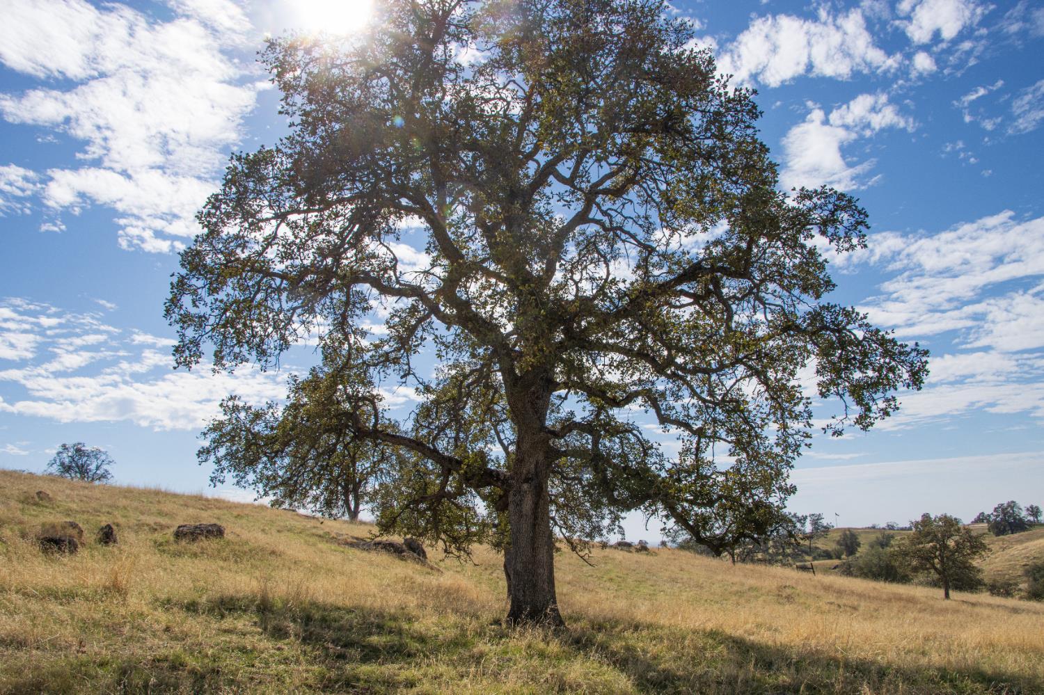 Coarsegold, California, 93614, United States, ,Residential,For Sale,2006211