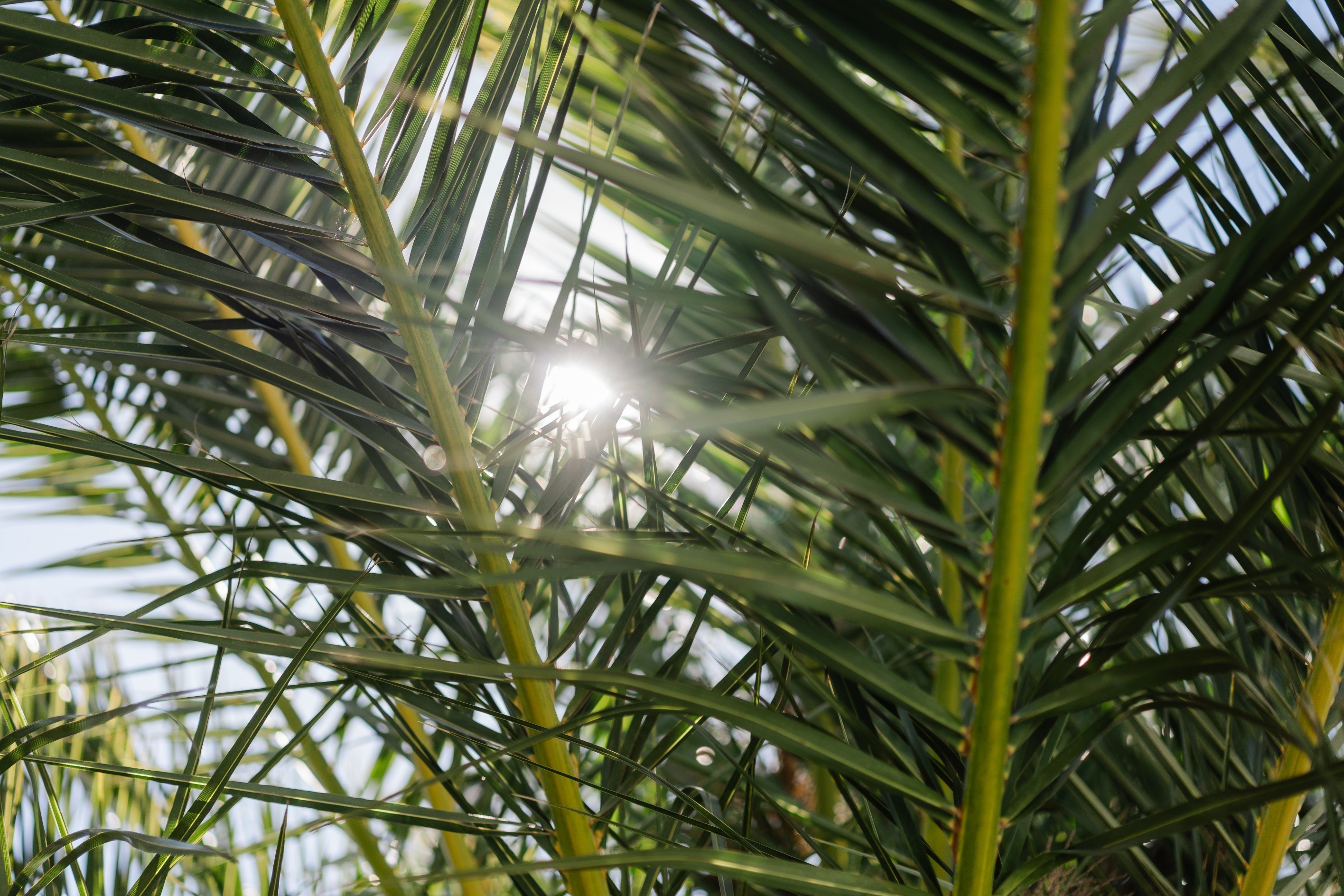  Superb house with swimming-pool, South Perpignan - 物件實景