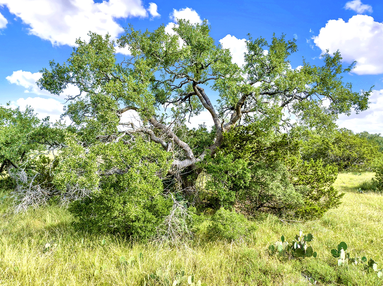 San Marcos, Texas, 78666, United States, ,Land,For Sale,1976108