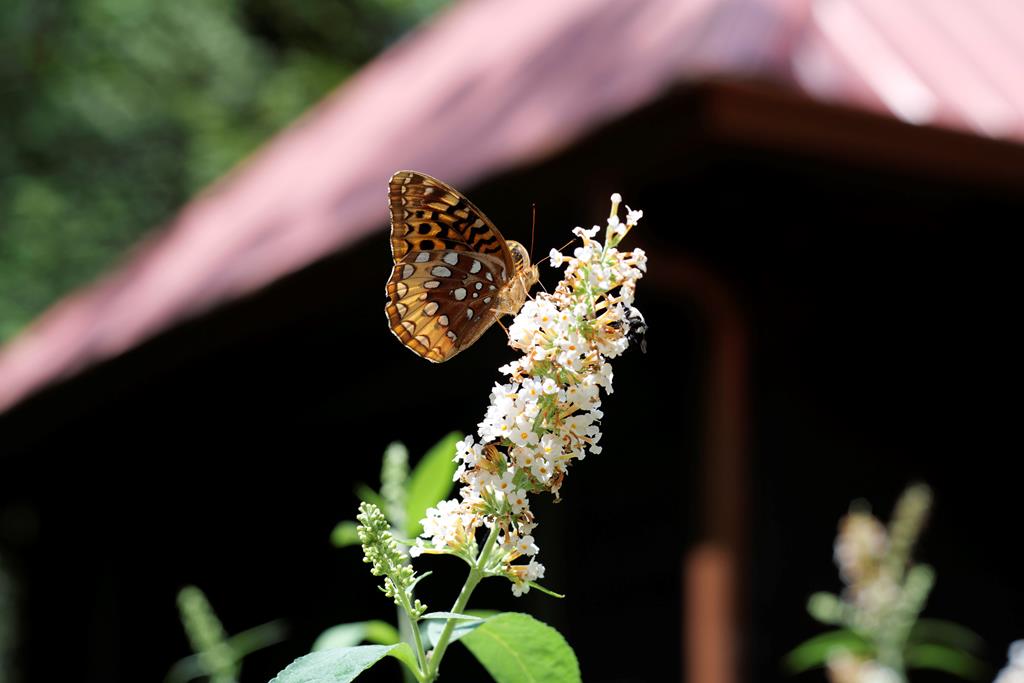 Ellijay, Georgia, 30540, United States, 3 Bedrooms Bedrooms, ,4 BathroomsBathrooms,Residential,For Sale,1952402