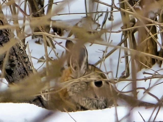 Gays Mills, Wisconsin, 54631, United States, 3 Bedrooms Bedrooms, ,3 BathroomsBathrooms,Residential,For Sale,2006070