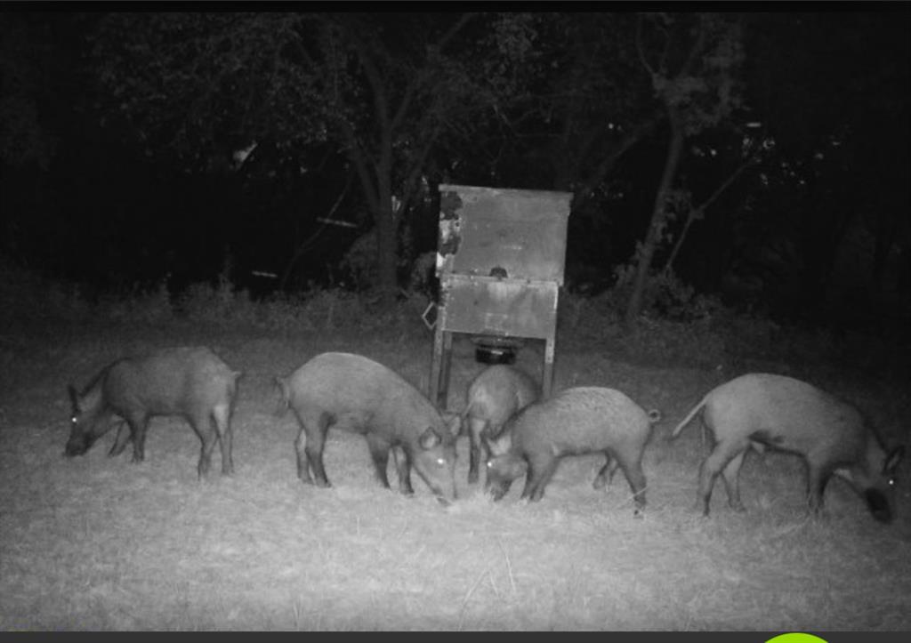 Alvord, Texas, 76225, United States, 3 Bedrooms Bedrooms, ,2 BathroomsBathrooms,Residential,For Sale,2006100