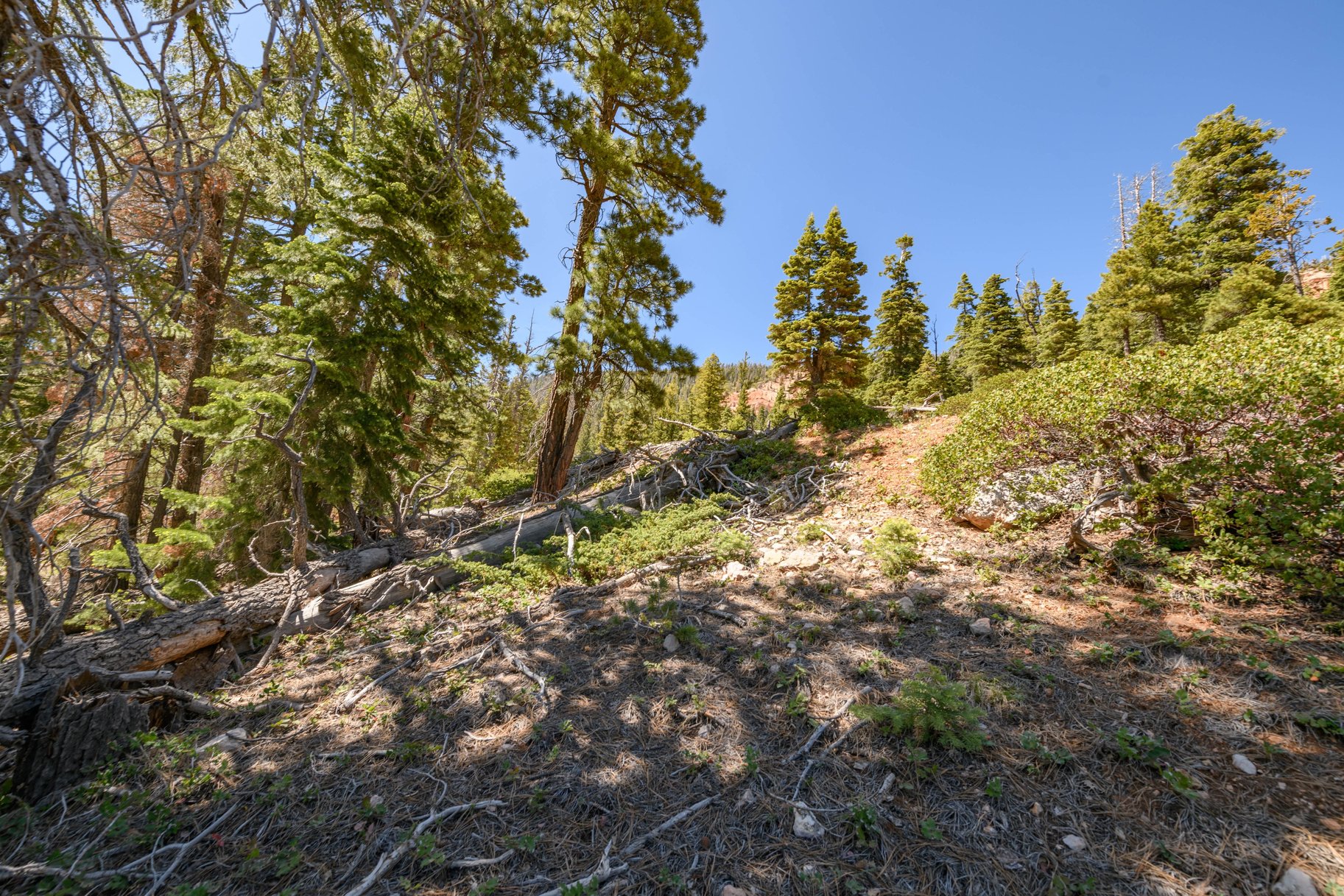  Quiet Mountain Retreat Near Navajo Lake - 物件實景