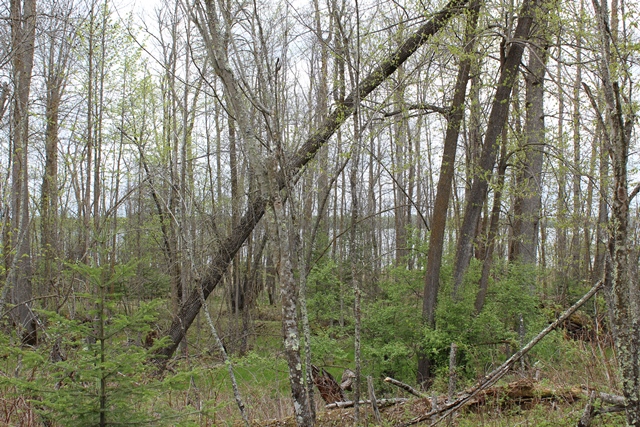 Deer River, Minnesota, 56636, United States, ,Land,For Sale,1974863