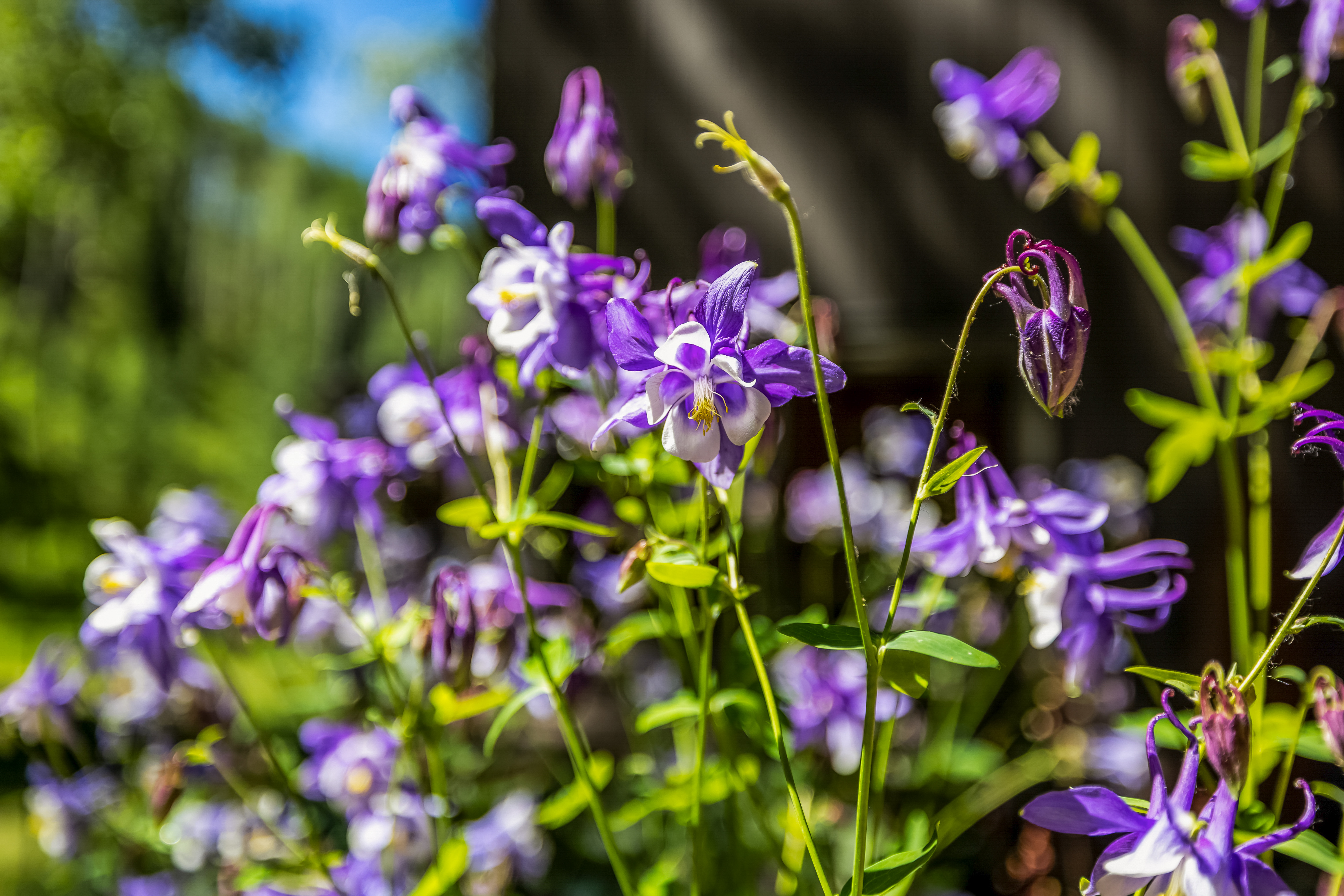  Open Acres in Genuinely Tranquil Alpine Setting that is Hard to Come by in Vail - 物件實景