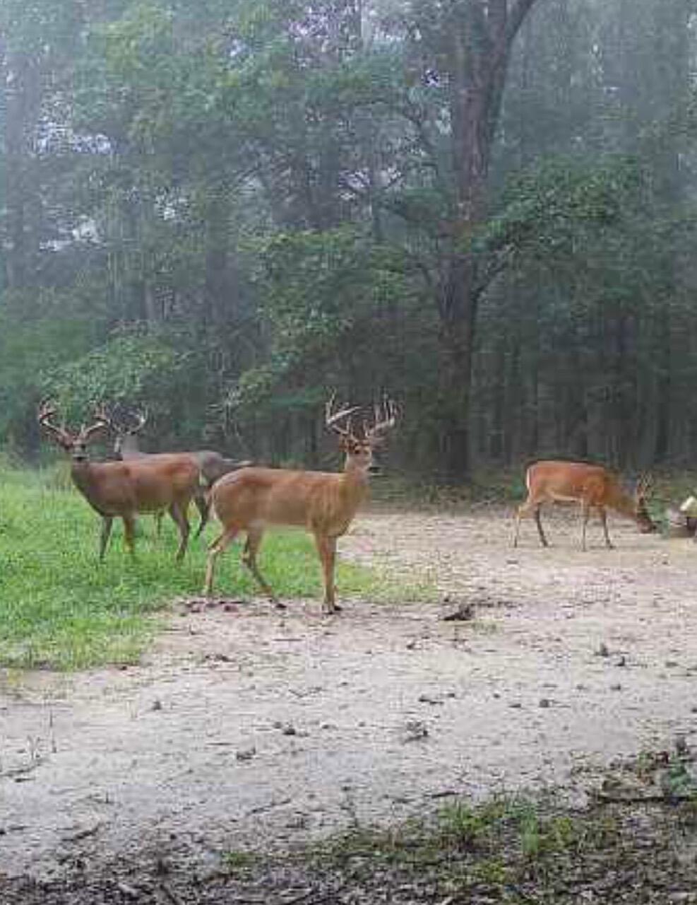 Norwood, Missouri, 65717, United States, 3 Bedrooms Bedrooms, ,3 BathroomsBathrooms,Residential,For Sale,2006315