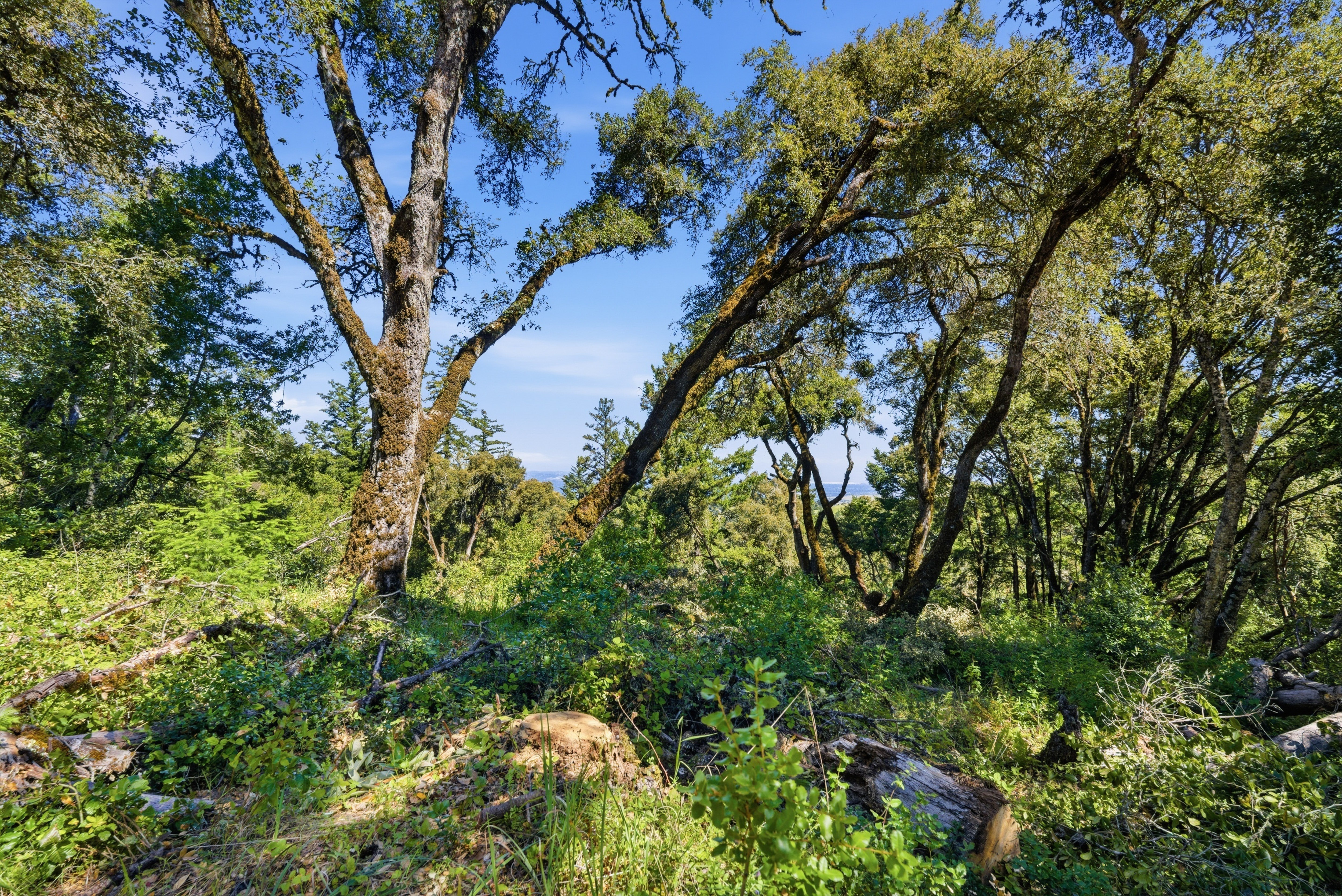  Exceptional Five-Acre Estate Opportunity with Bay Area Views - 物件實景