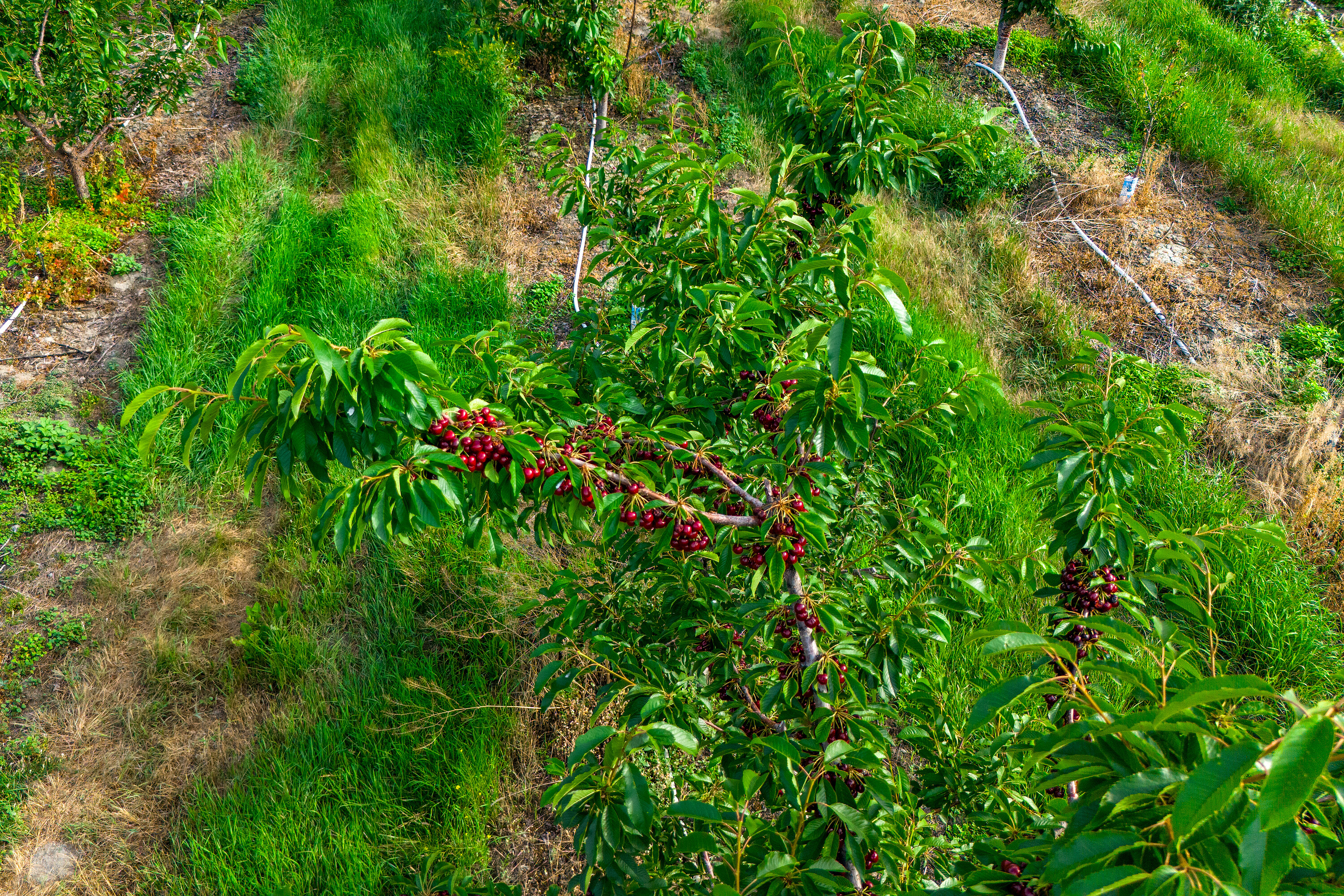  Cherry Orchard Foreclosure - 物件實景