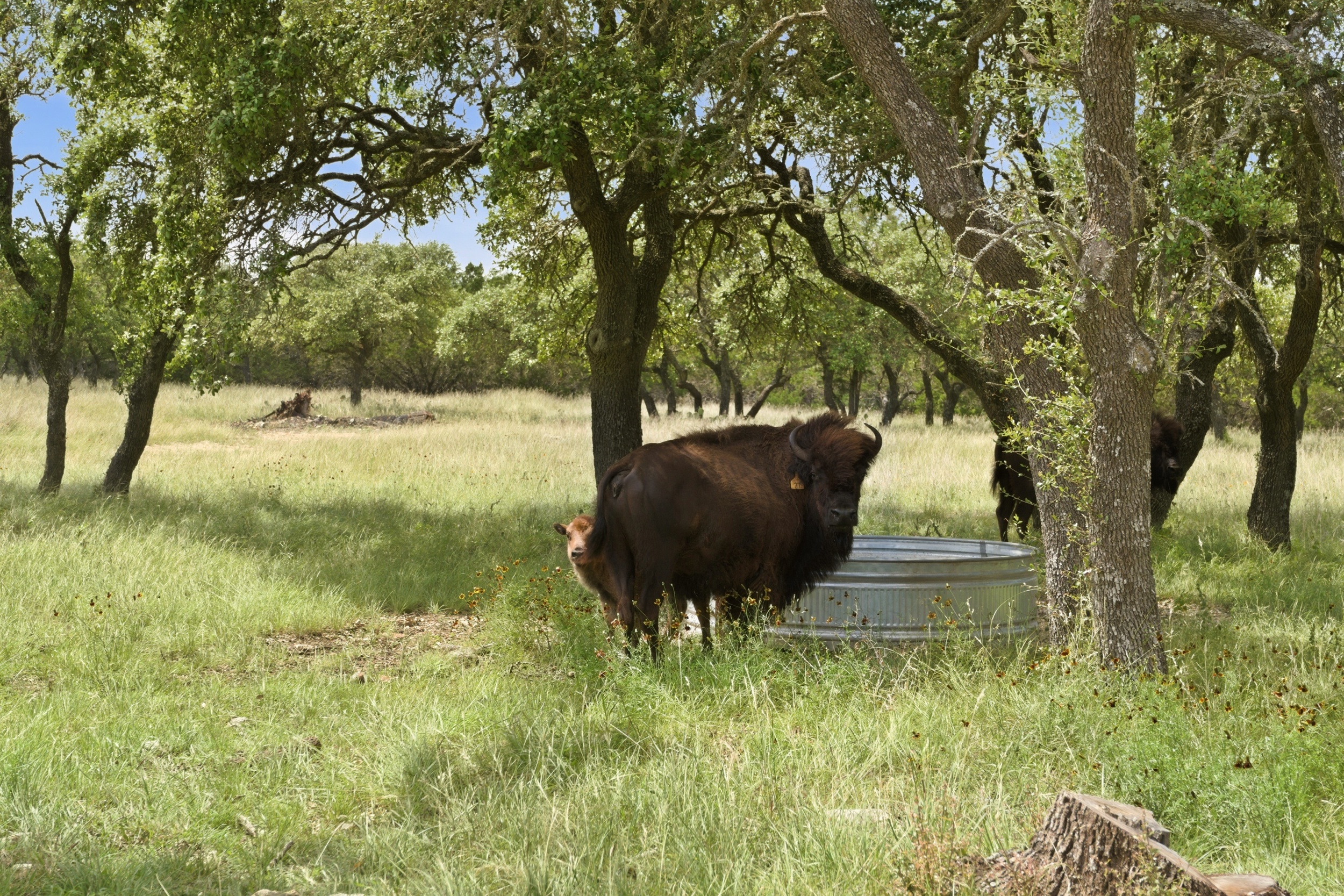  CavaLoma Ranch in Kerr COunty - 物件實景