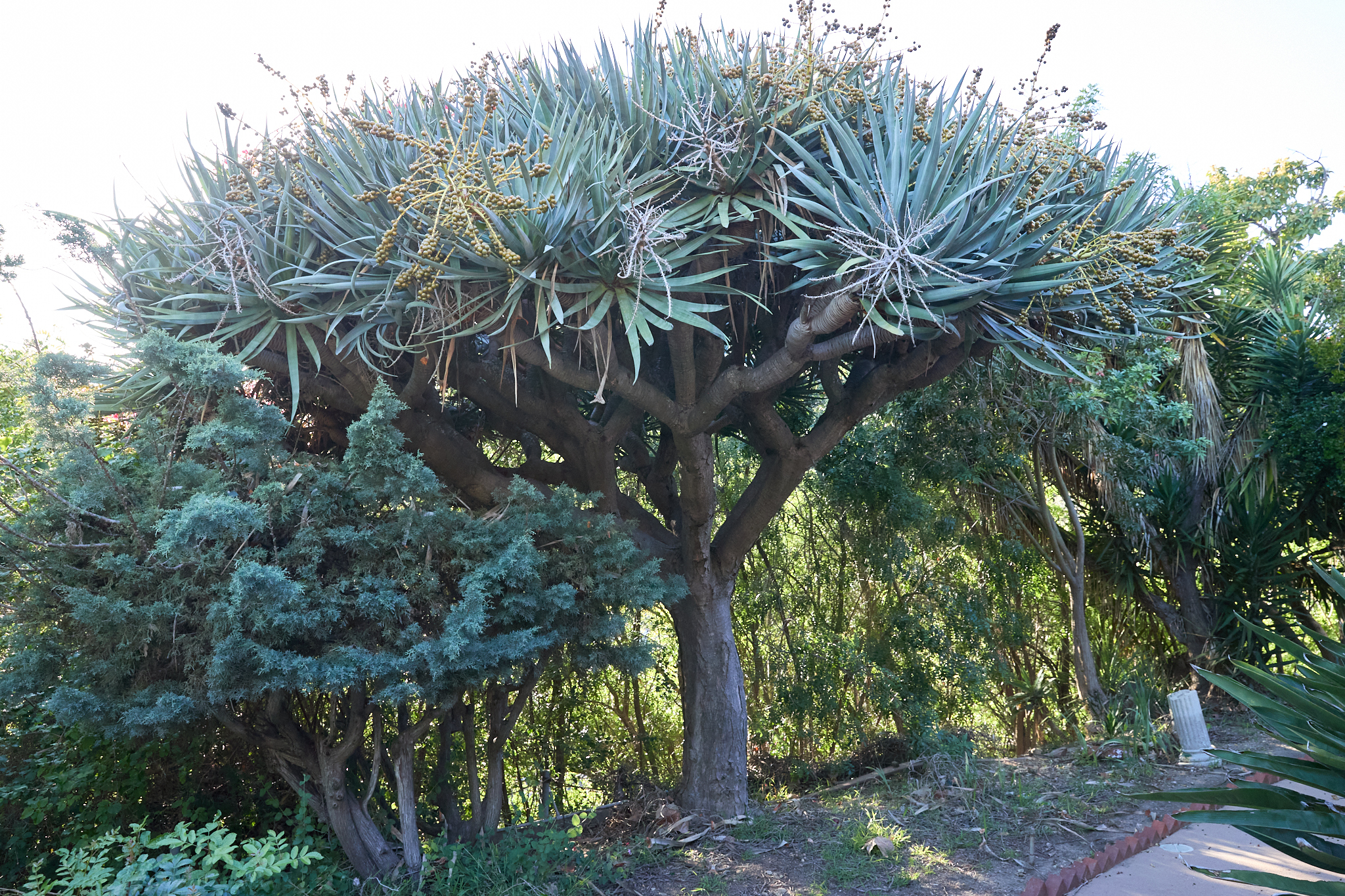  11222 Bellagio Road - 物件實景