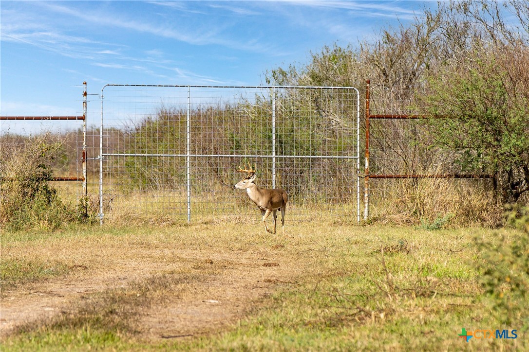 Tivoli, Texas, 77990, United States, ,Land,For Sale,1996181