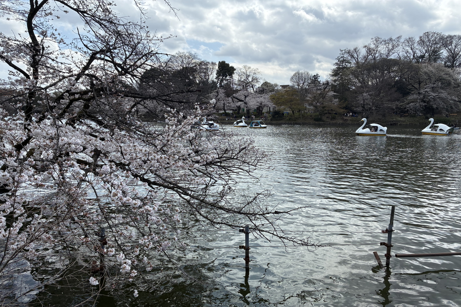  Inokashira Parkside Residence - 物件實景
