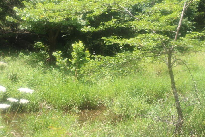 Polk, Missouri, 65727, United States, ,Land,For Sale,1980569