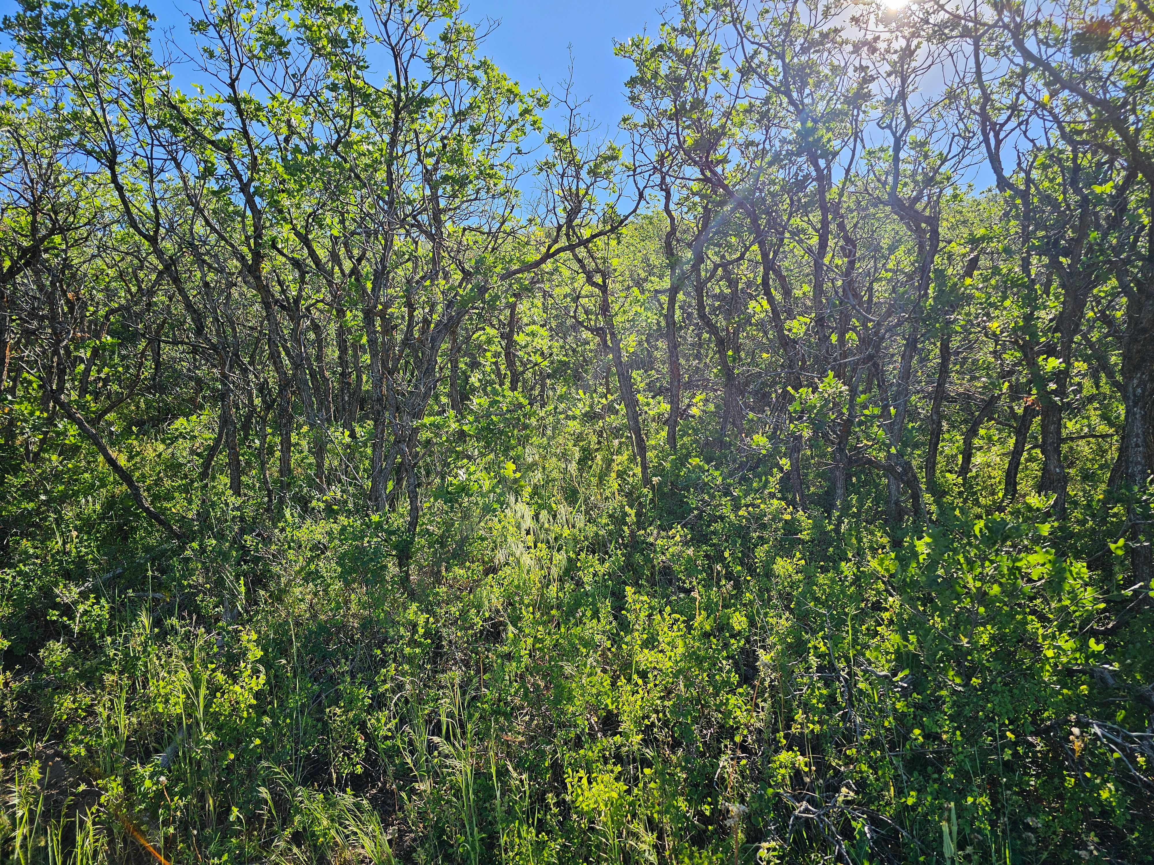  1327 Indian Trail, Steamboat Springs, CO, 80487 - 物件實景