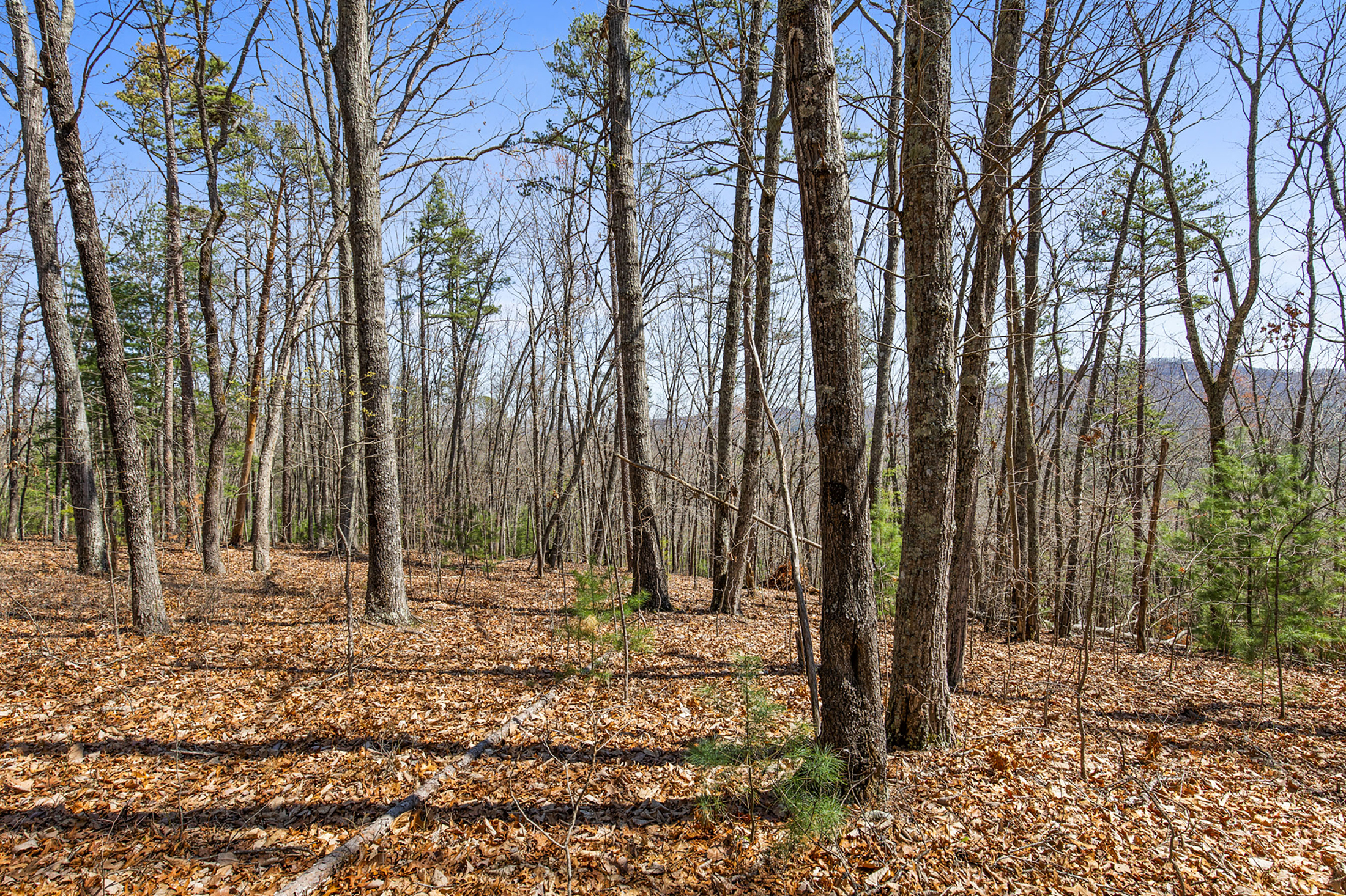  Stunning 1.56 Acre Lot in Hyde Creek - 物件實景