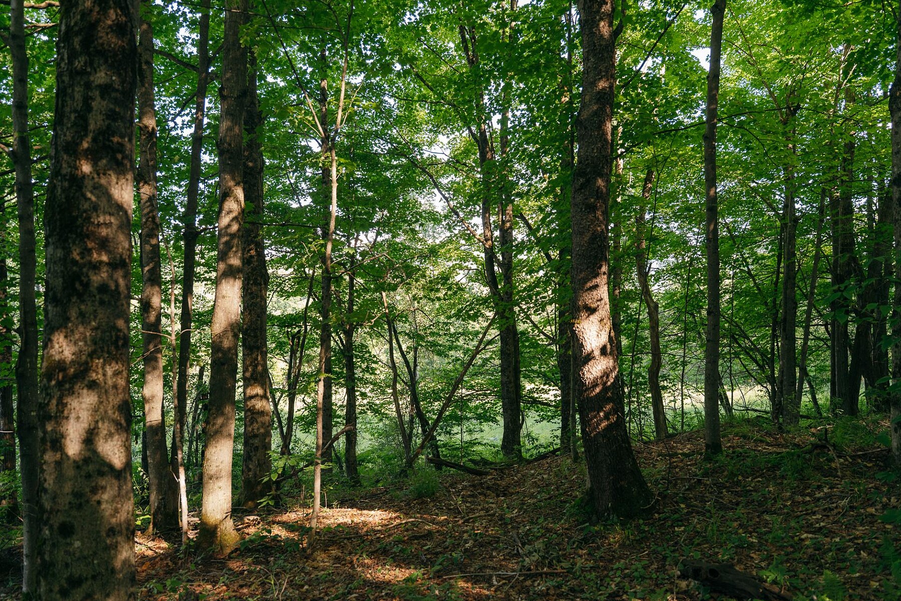  Sutton, Eastern Townships - 物件實景