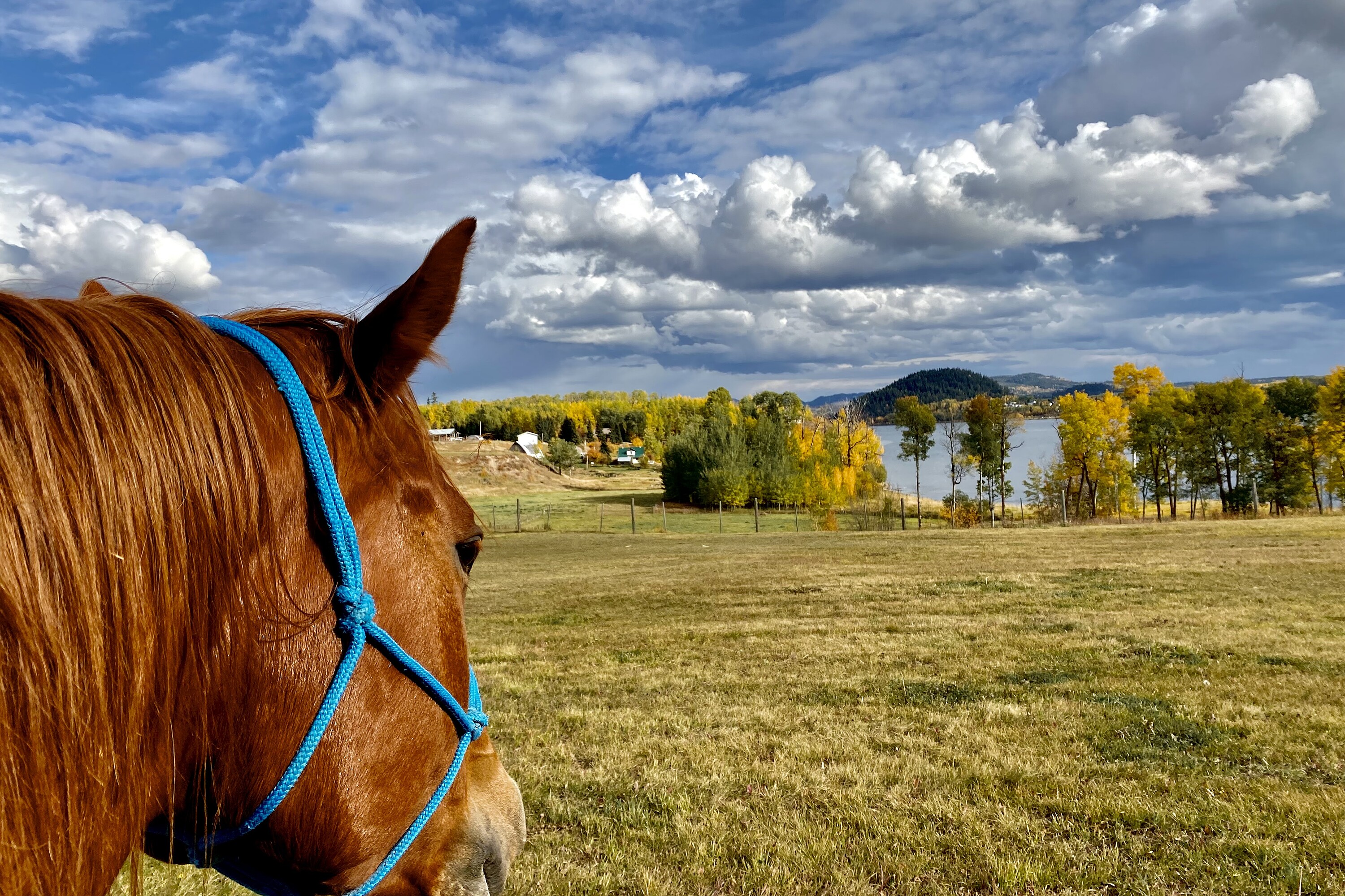  Waterfront Equestrian Living - 物件實景