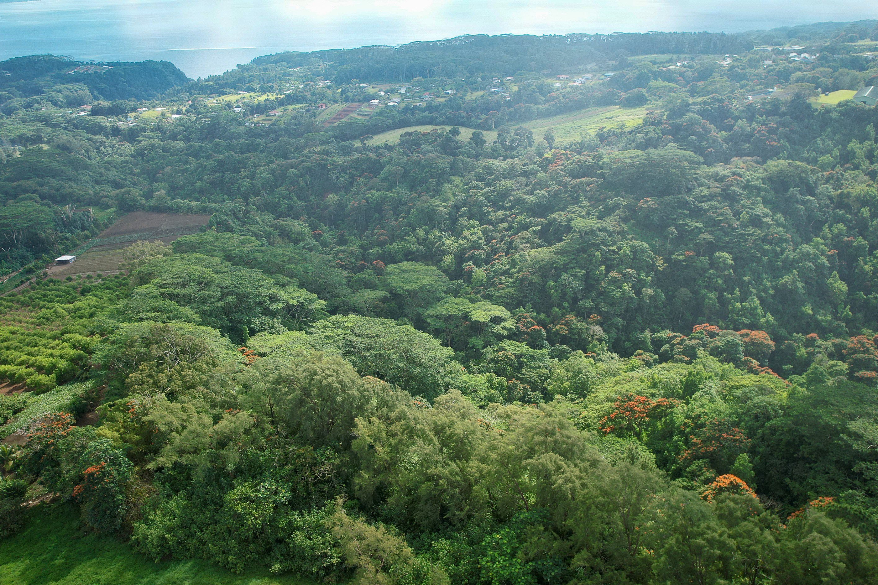  Tahiti - Afaahiti - Exceptional land surrounded by nature - 物件實景