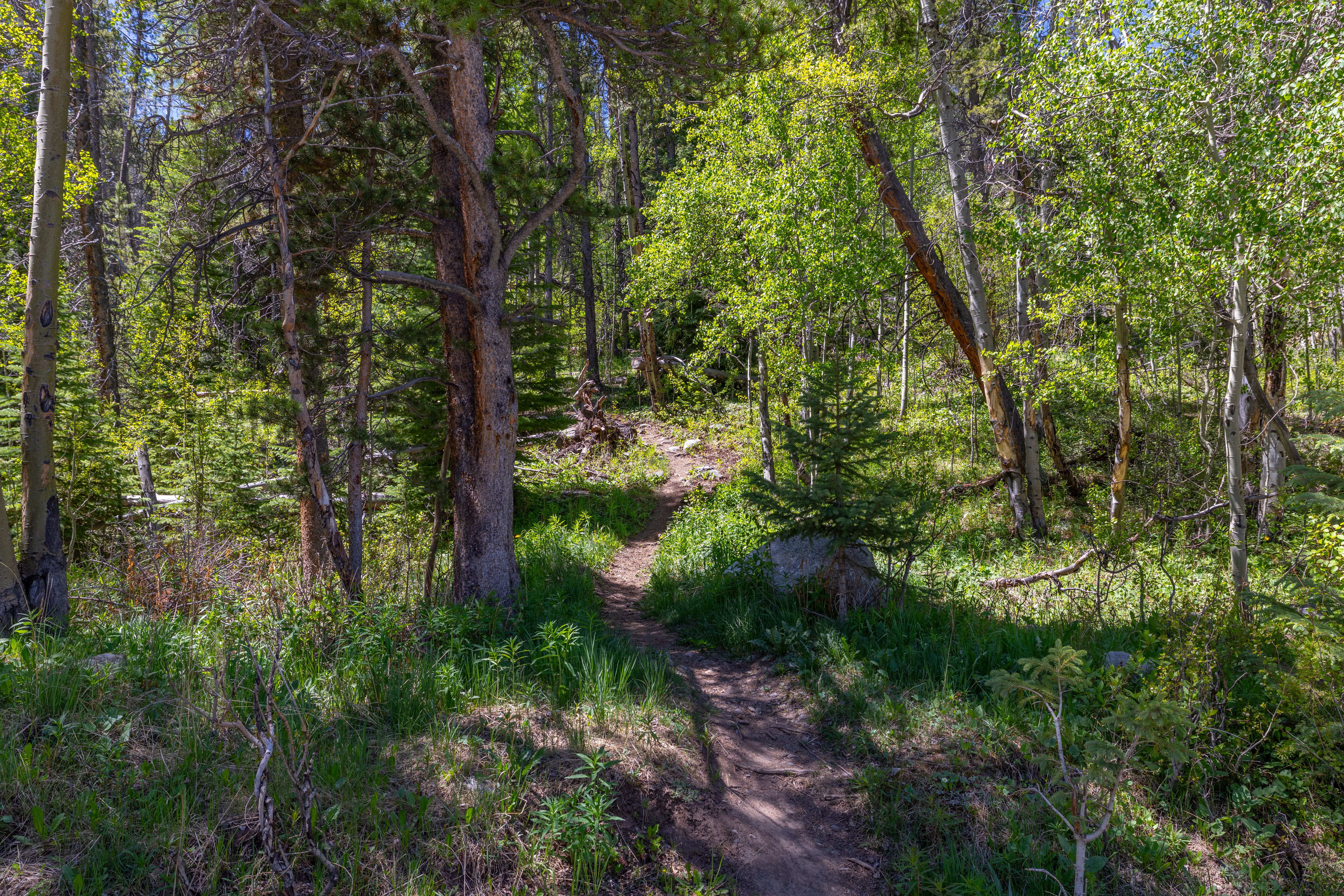  87 Flintstone Lane, Breckenridge, CO, 80424 - 物件實景