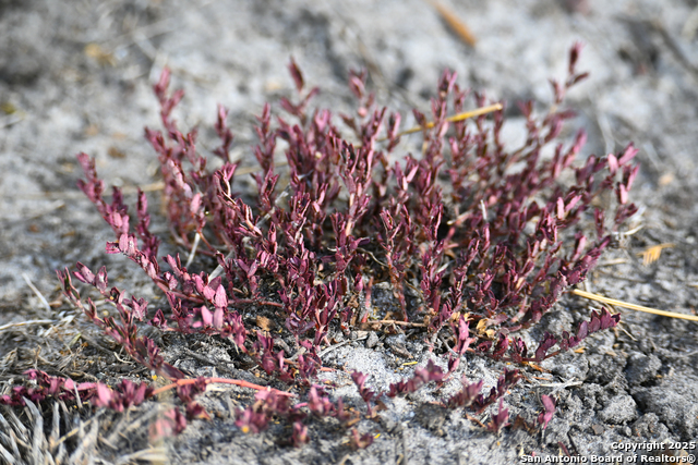 Nixon, Texas, 78140, United States, ,Residential,For Sale,1988320