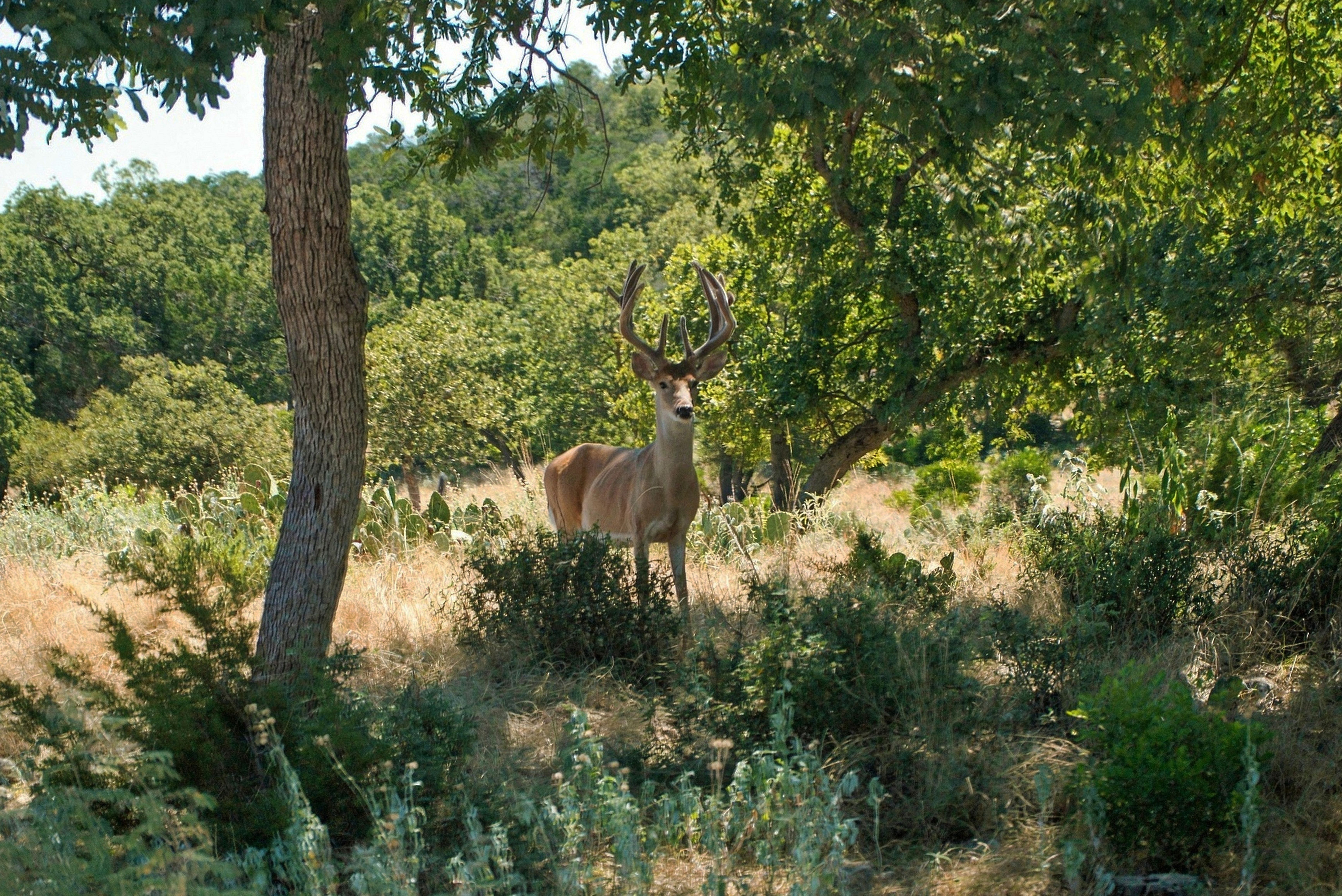  985+/- Acre 12 Springs Ranch - 物件實景