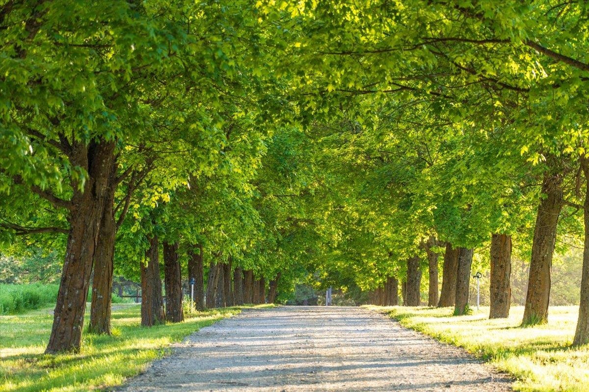 Mead, Washington, 99021, United States, ,Land,For Sale,1977316