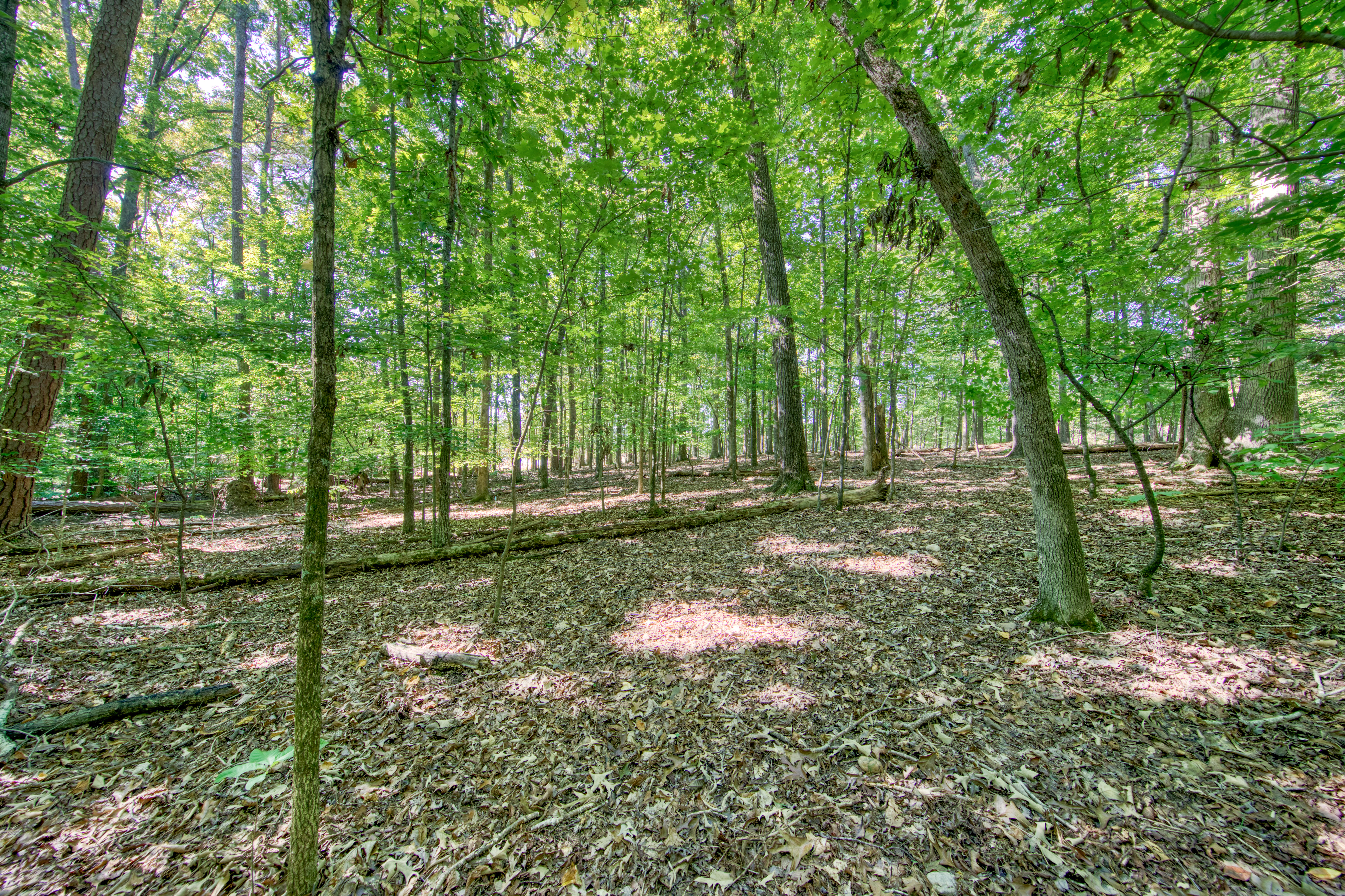  1549 Wise Way, Dandridge, TN 37725 - 物件實景