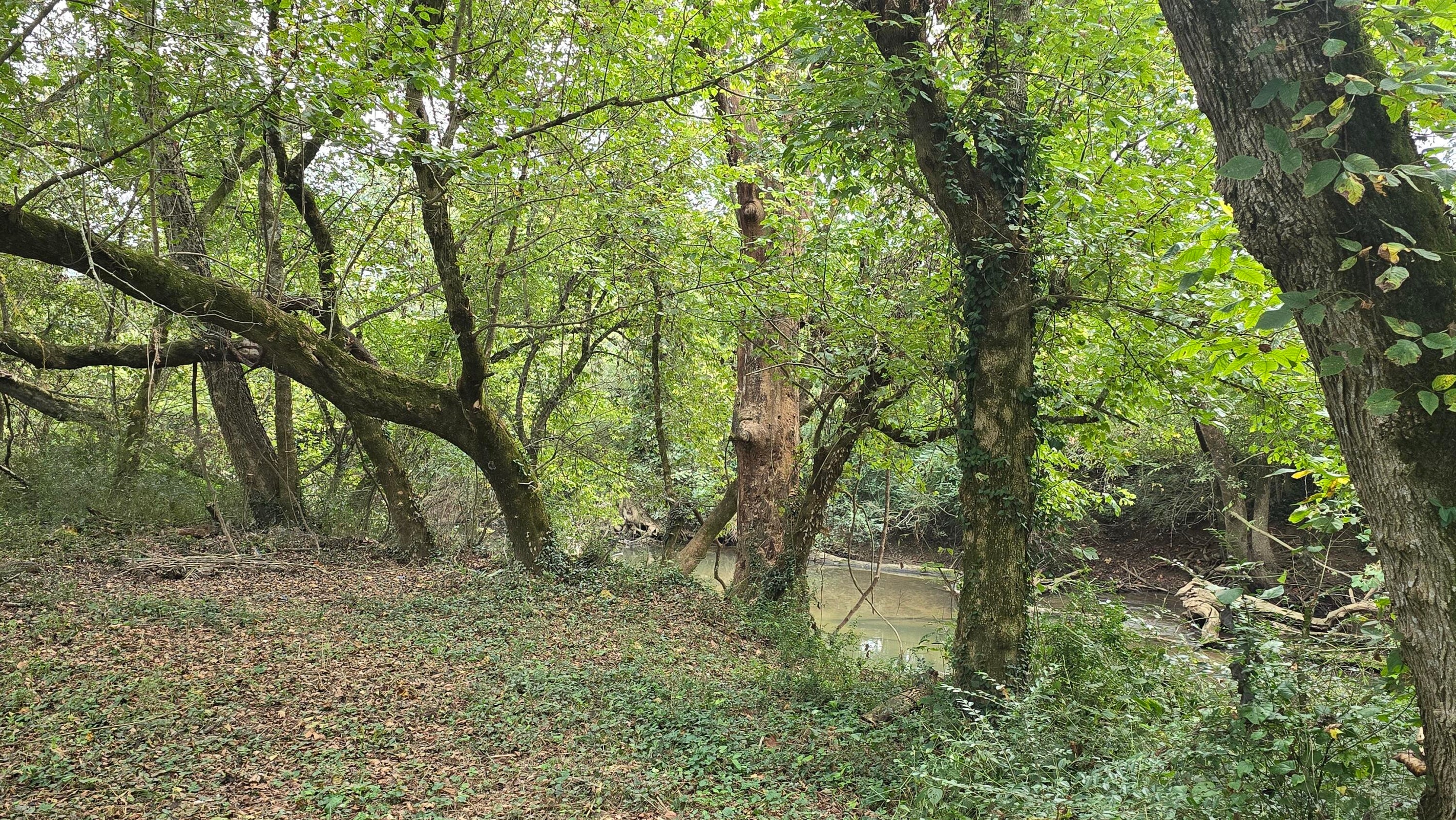 Pikeville, Tennessee, 37367, United States, ,Land,For Sale,1978902