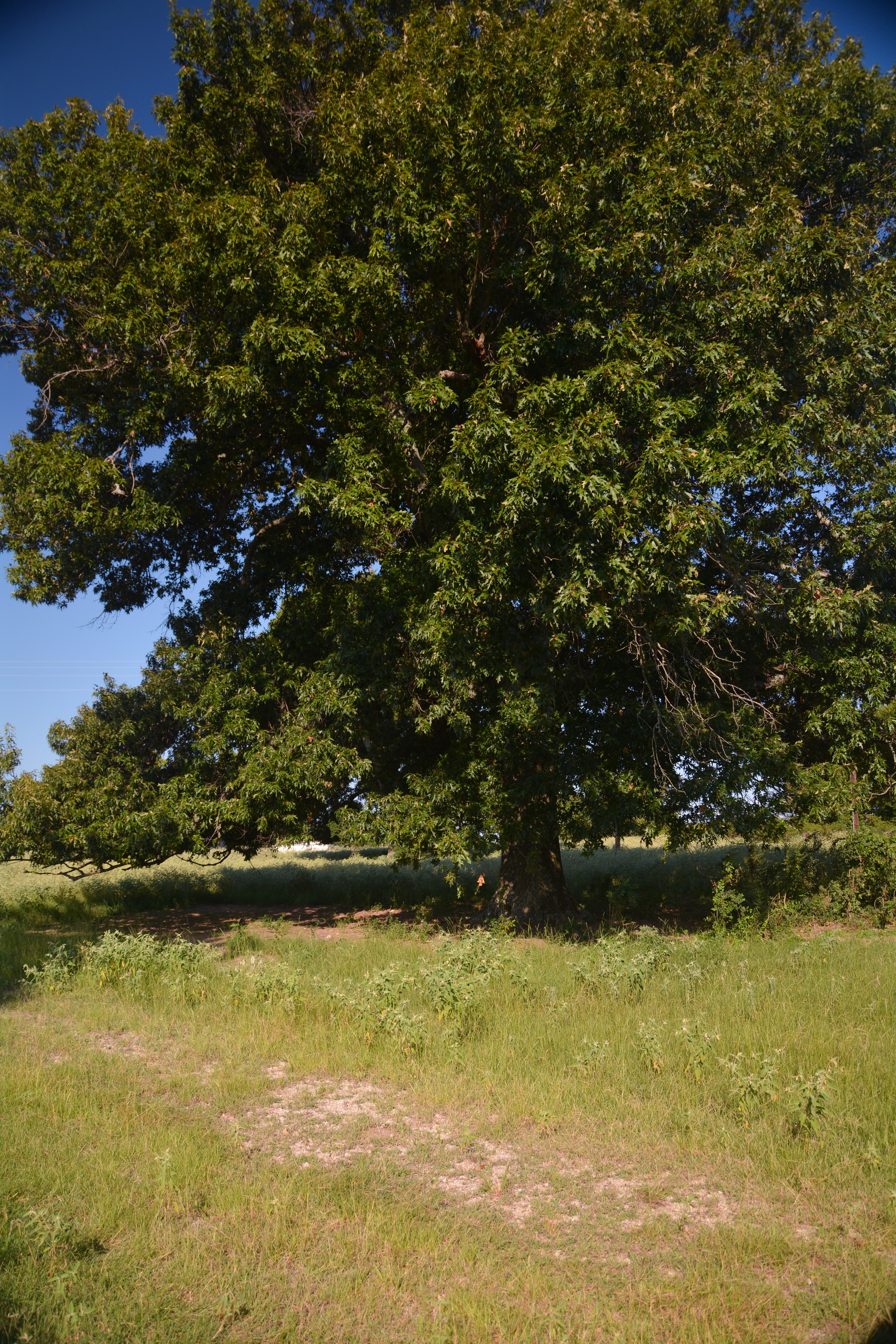 Grand Saline, Texas, 75140, United States, ,Residential,For Sale,1936963