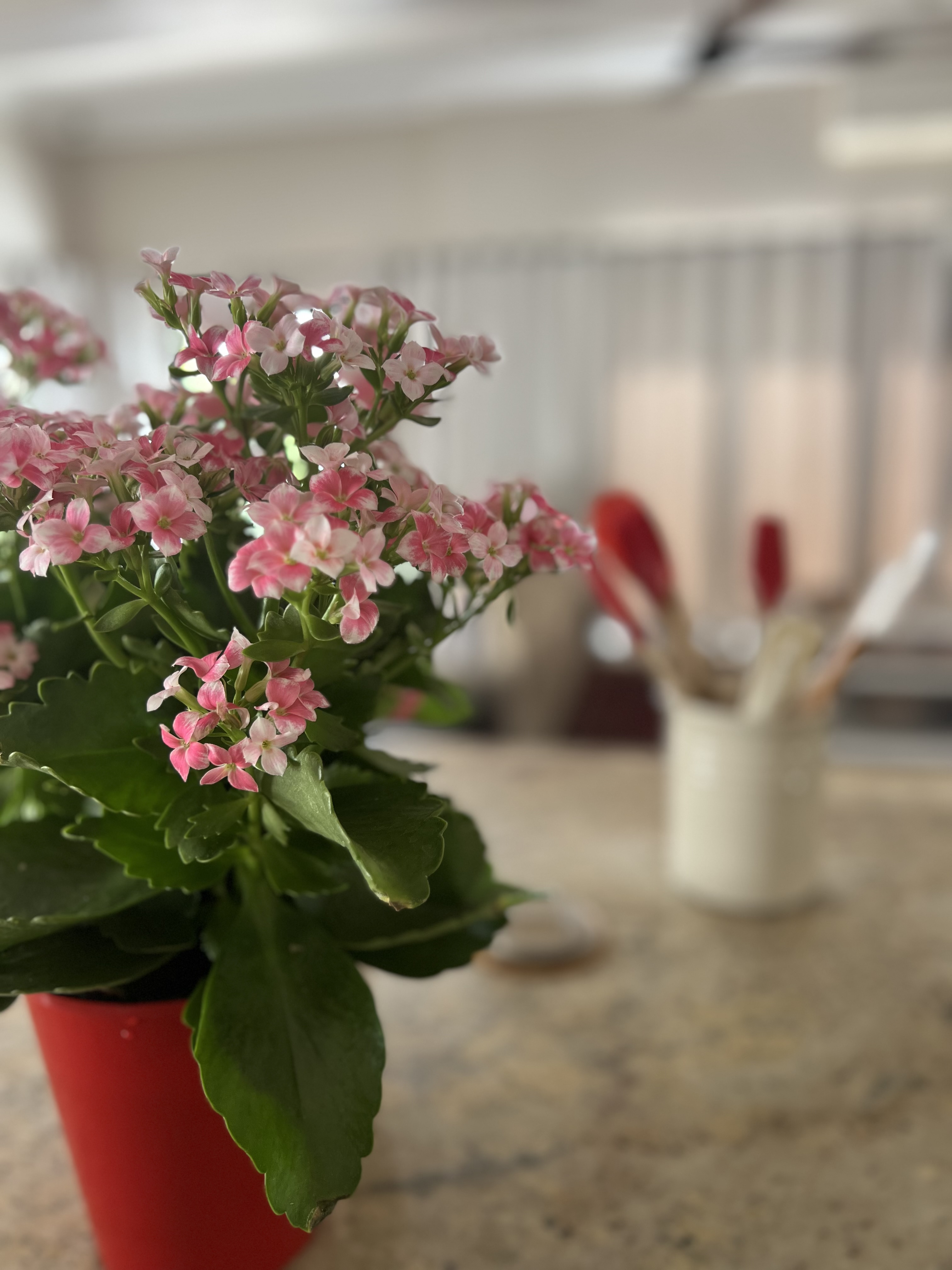  Meticulously maintained home with thoughtfully curated living spaces - 物件實景