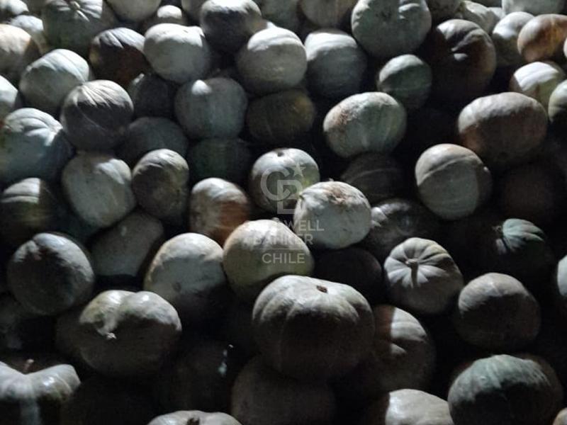 Portezuelo, Chile, 4 Bedrooms Bedrooms, ,2 BathroomsBathrooms,Residential,For Sale,1758826