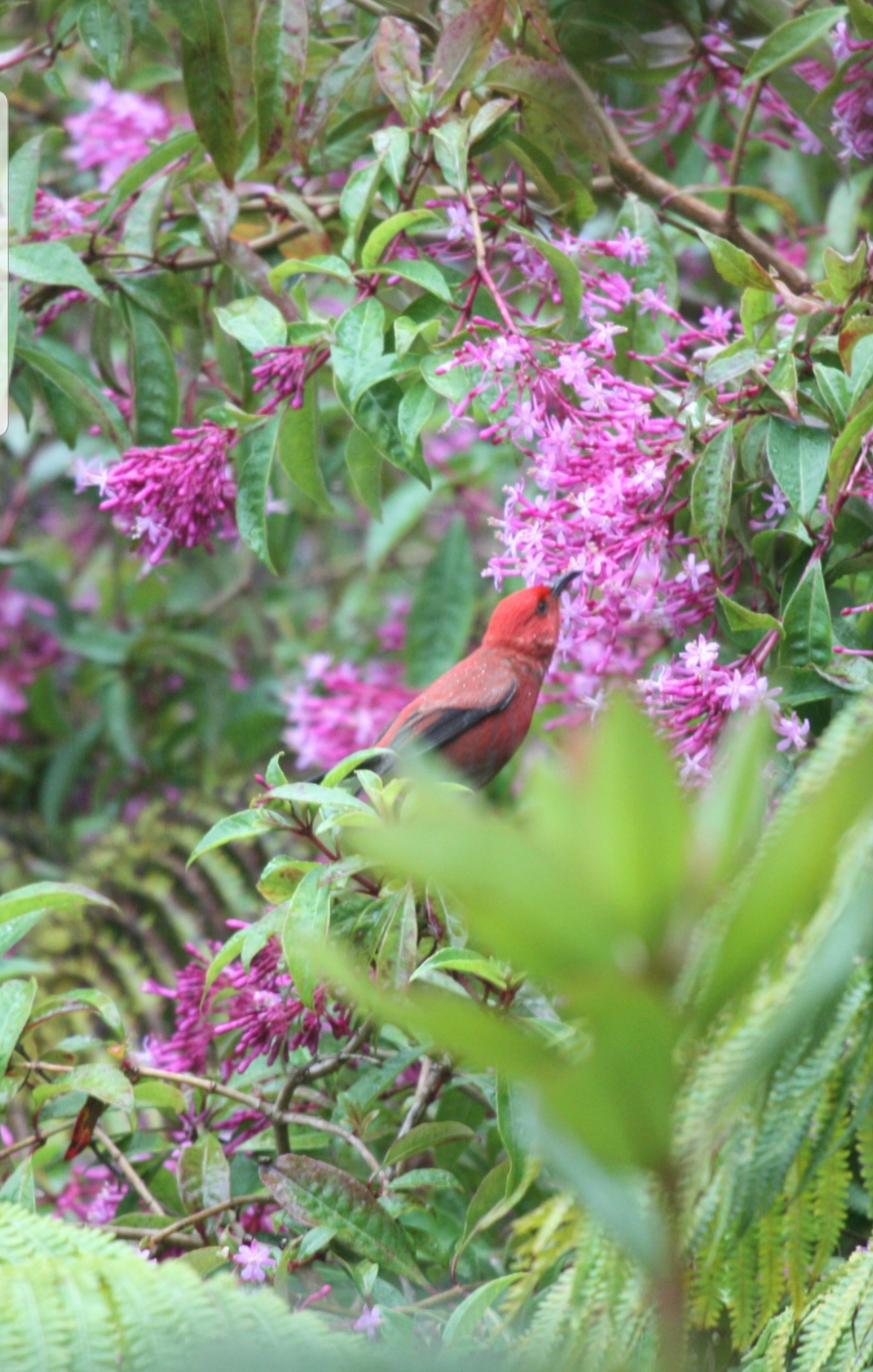 Volcano, Hawaii, 96785, United States, 3 Bedrooms Bedrooms, ,2 BathroomsBathrooms,Residential,For Sale,1971396