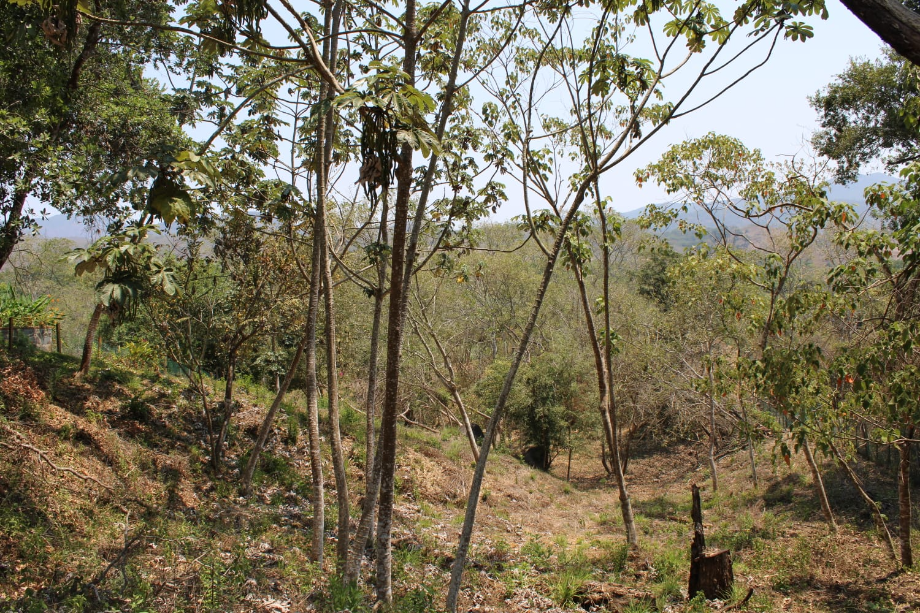 Carr. a Chacala, El Tuito, Jalisco, 48400, Mexico, 1 Bedroom Bedrooms, ,Residential,For Sale,Carr. a Chacala,1425828