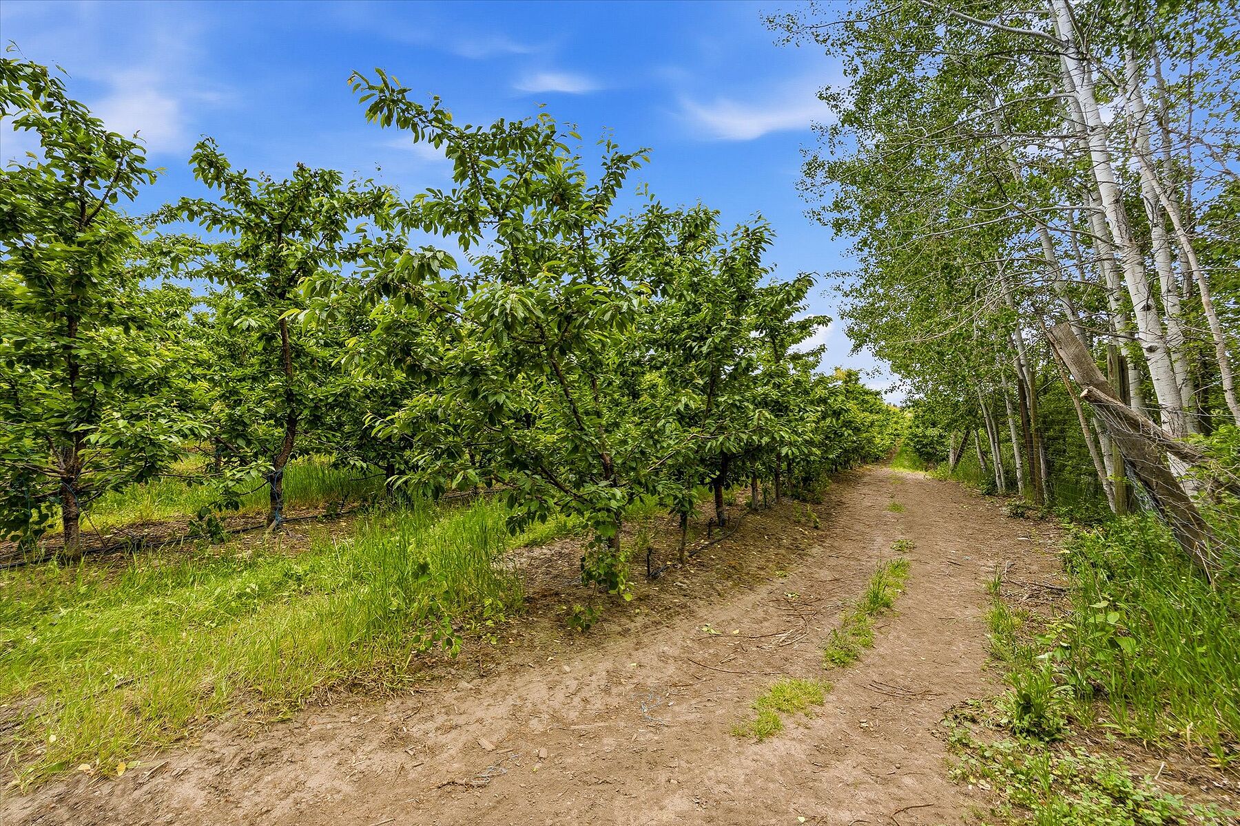  17.66 Acre Cherry Orchard - 物件實景