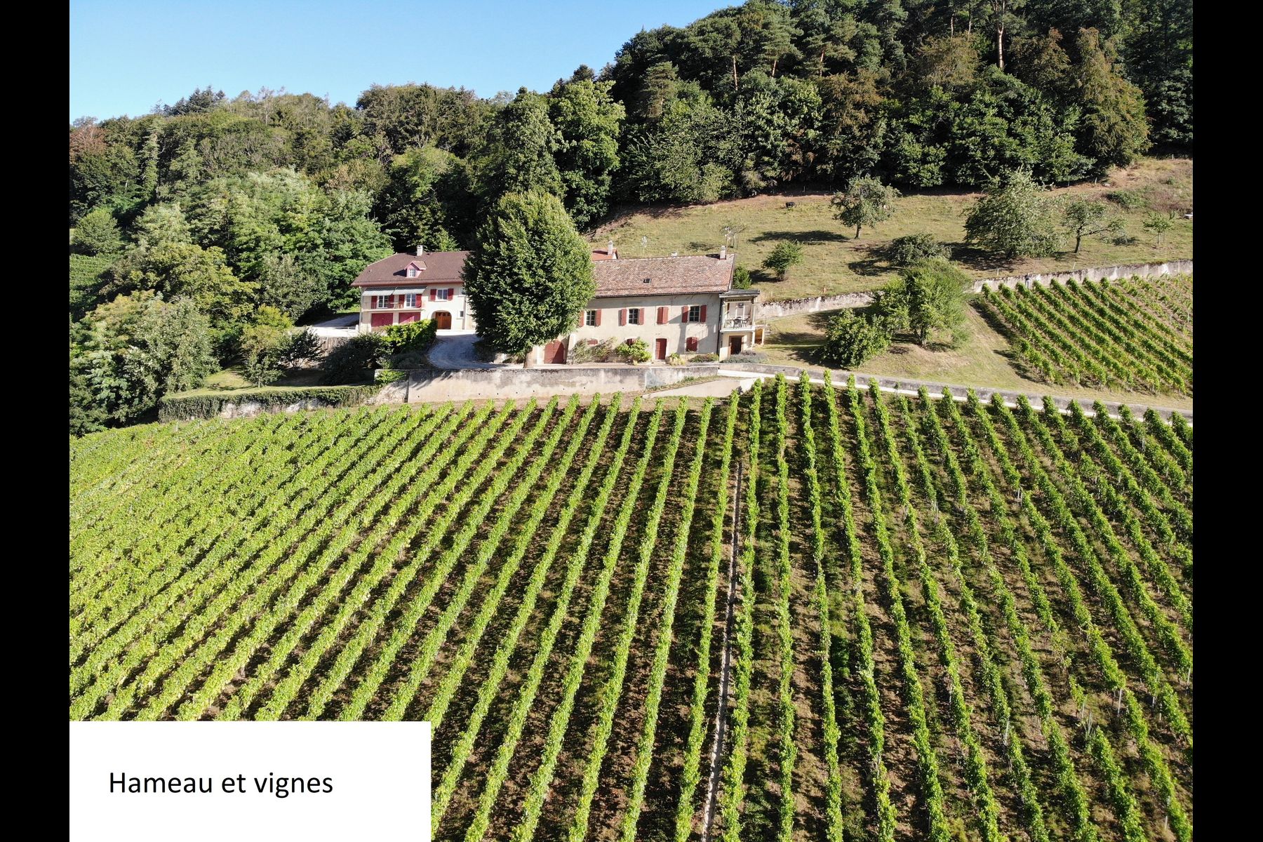  Wine-growing estate with forest, breathtaking lake view - 物件實景