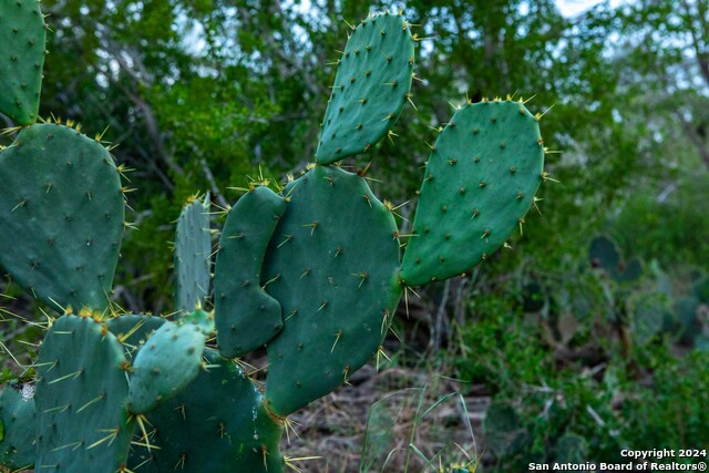000 County Road 376, George West, Texas, 78022, United States, ,Residential,For Sale,000 County Road 376,1656585