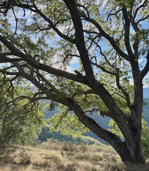 San Jose, California, 95120, United States, ,Land,For Sale,1999646