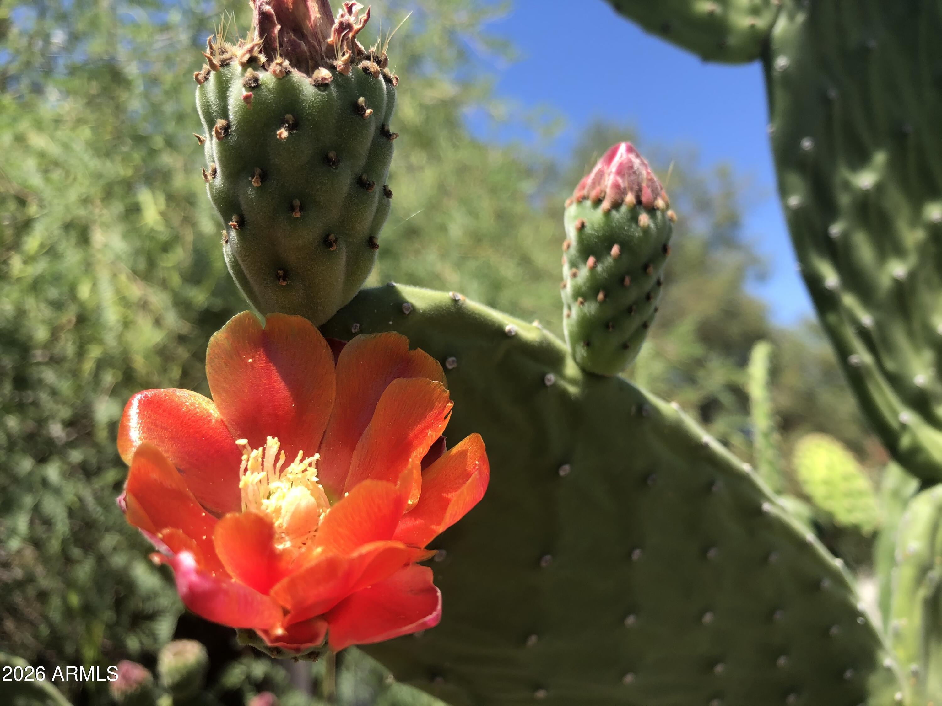  1121 W Aster Drive  Phoenix, AZ - 物件實景