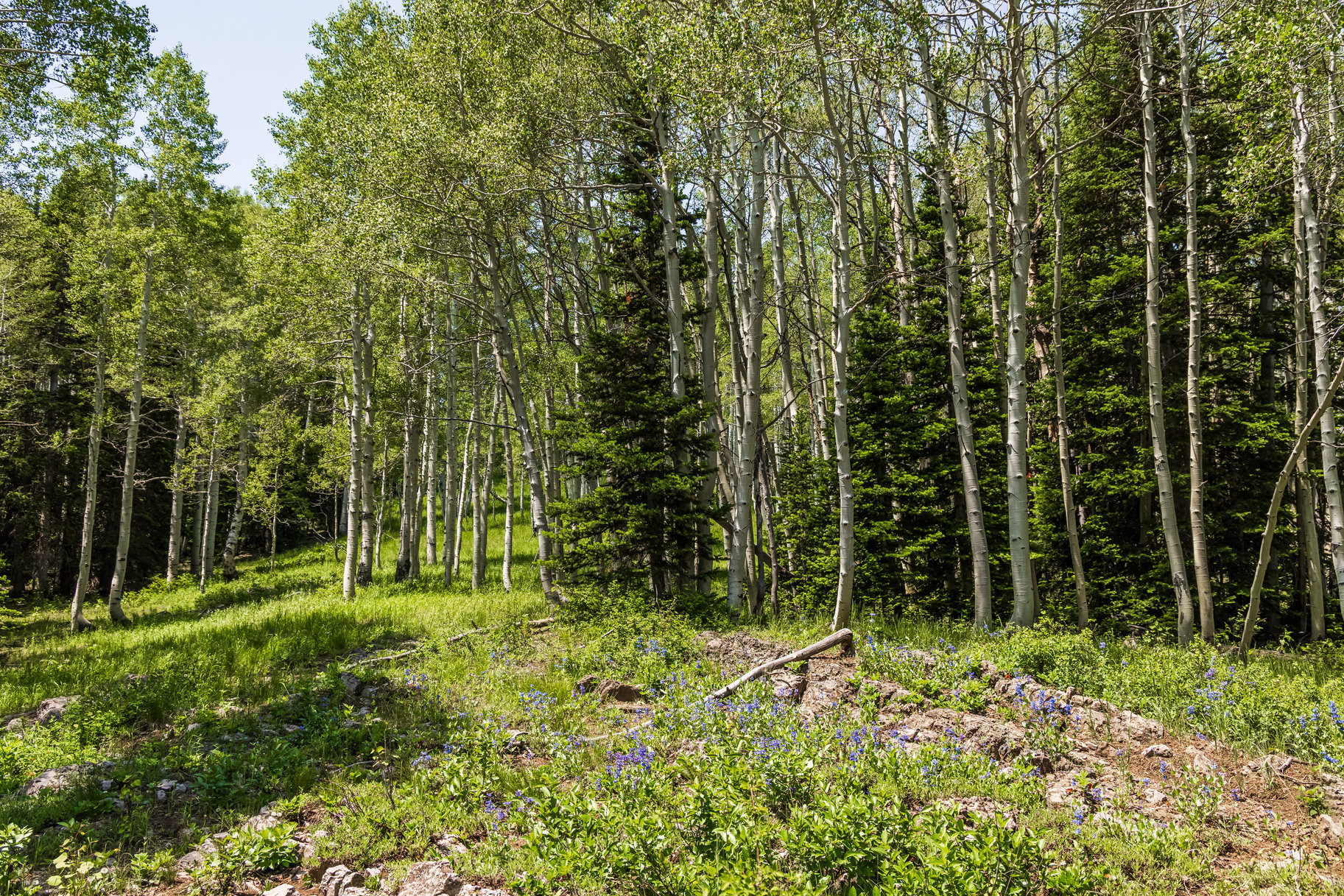  Incredible 28 Acre Estate Lot in the Colony at White Pine Canyon - 物件實景