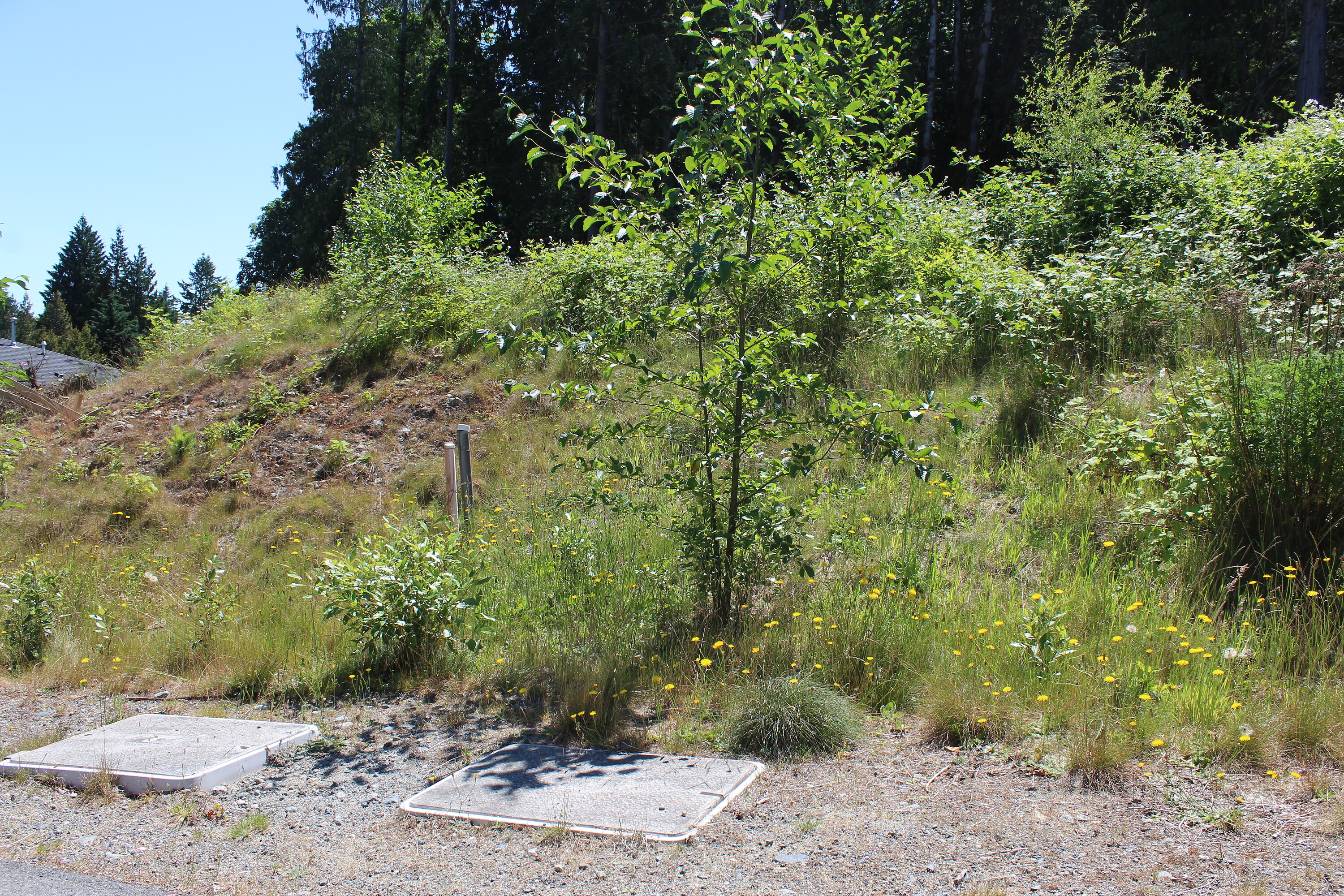  Development Lot in Ladysmith - 物件實景