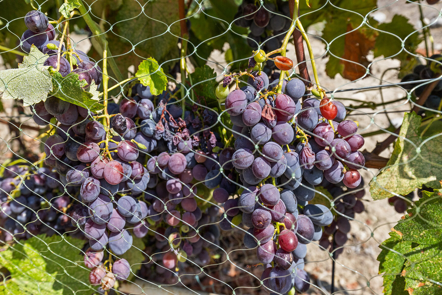 Boutique Okanagan Winery - 物件實景