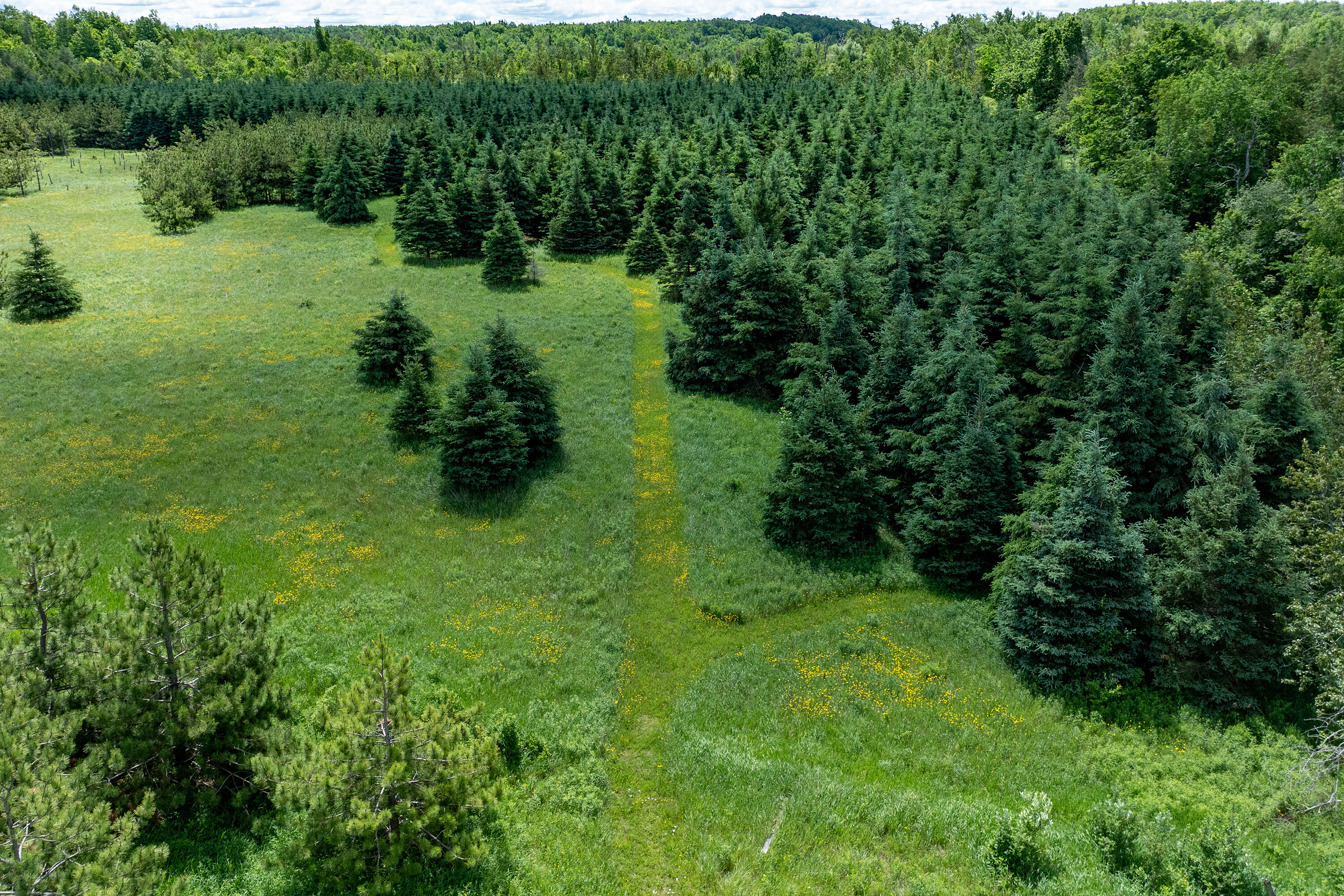  50 acre parcel in Mulmur ON - 物件實景