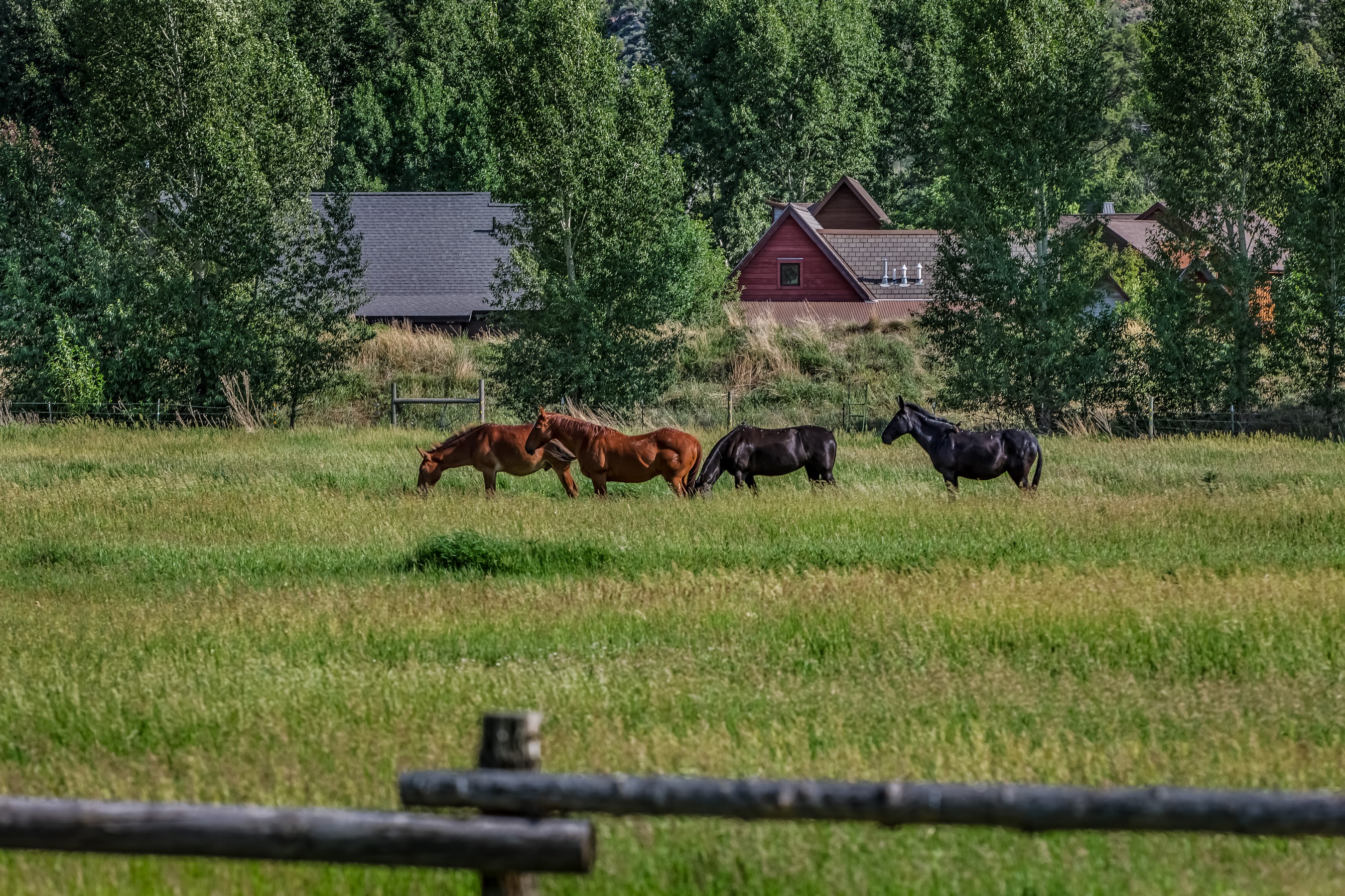  11 Piñon Lane, Carbondale, CO 81623 - 物件實景