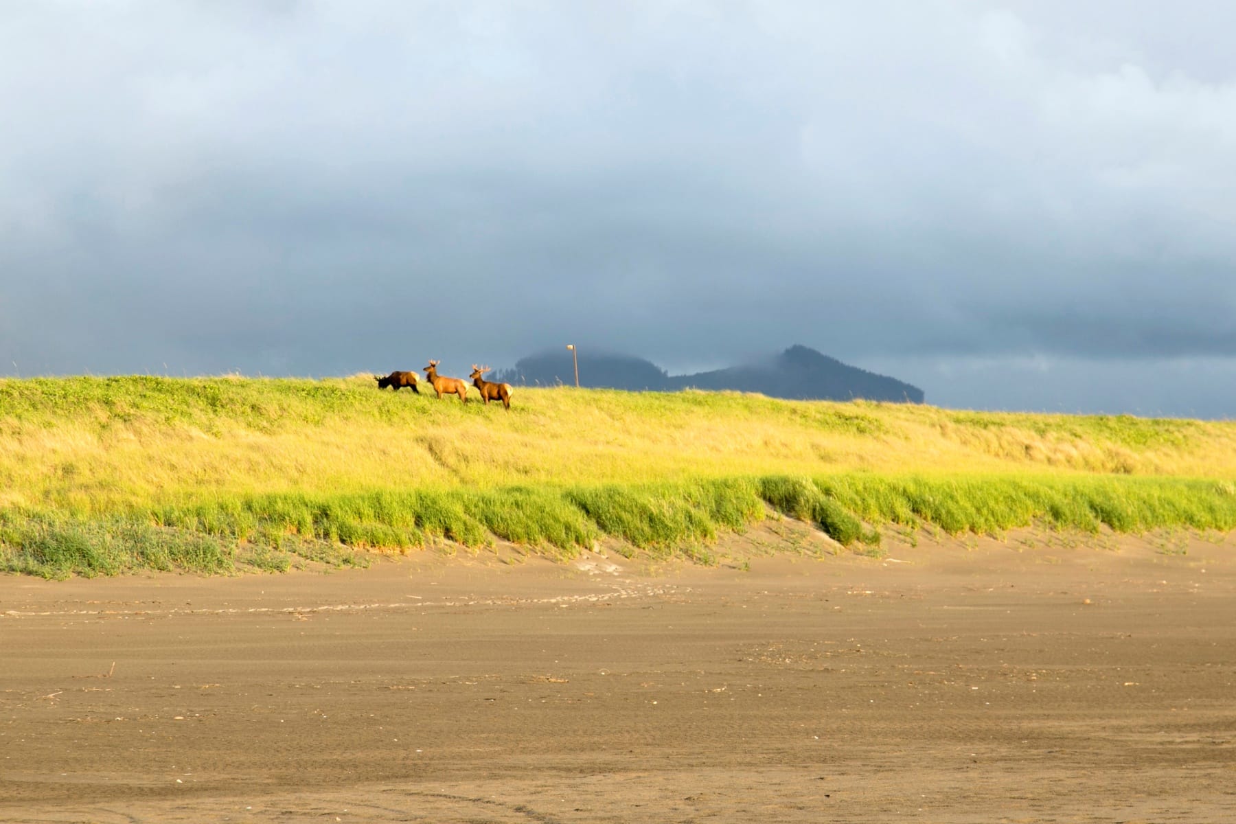  1146 N MARION AVE #680 Gearhart, OR 97138 - 物件實景