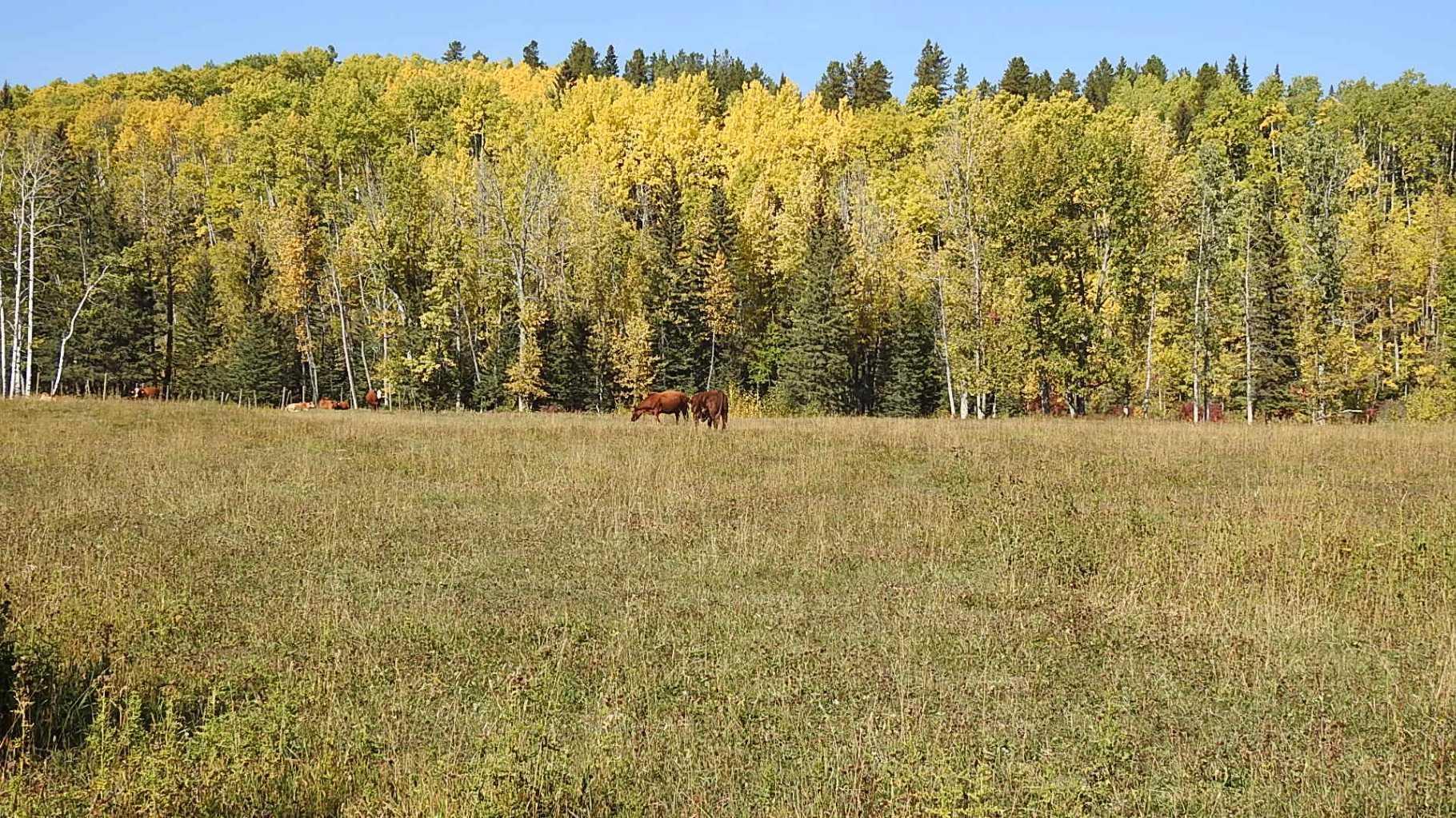 RURAL FOOTHILLS COUNTY, Alberta, T0L 1K0, CA, ,Residential,For Sale,1836944