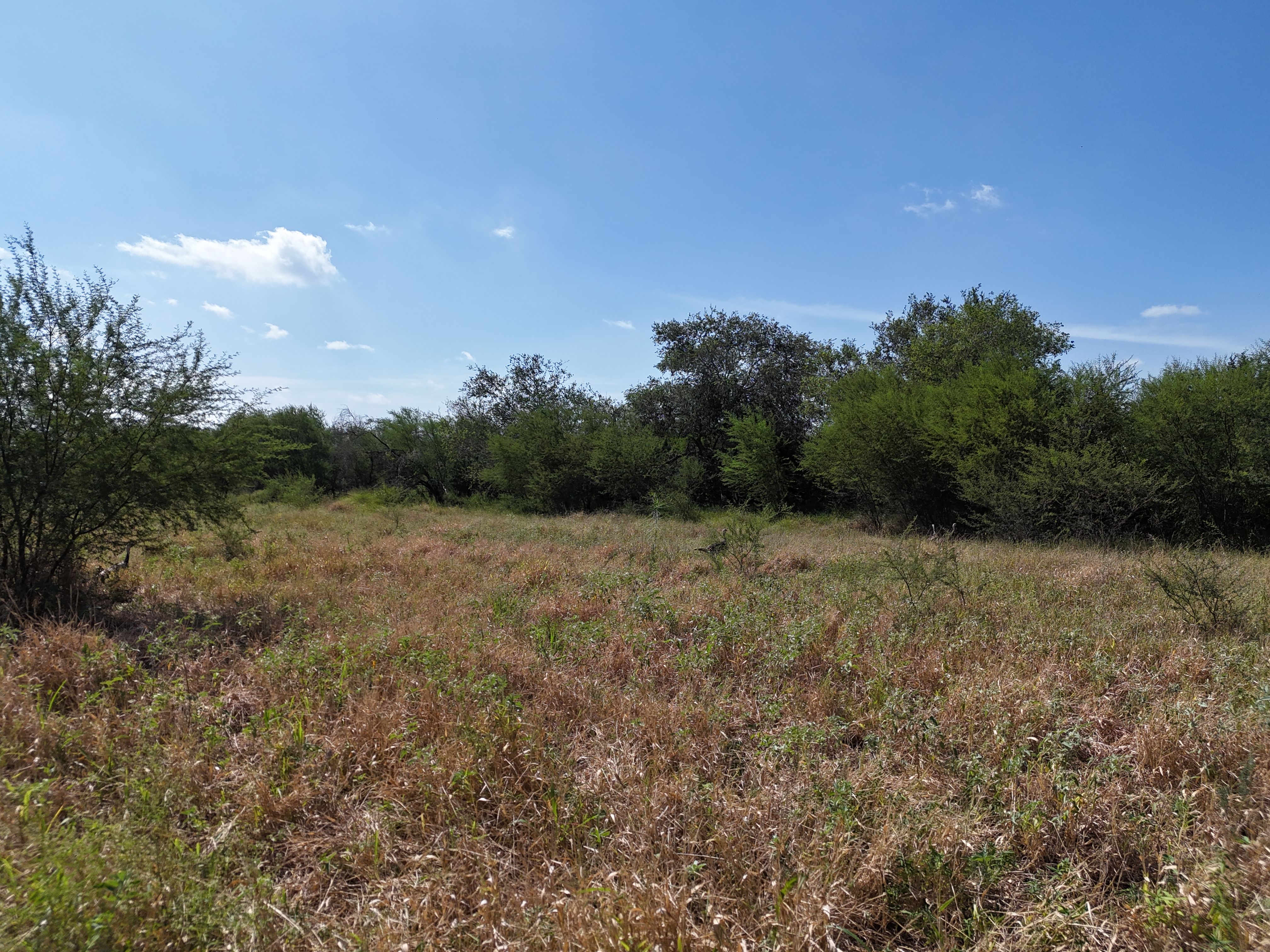  976+/- Acres - San Andreas Creek Ranch - 物件實景