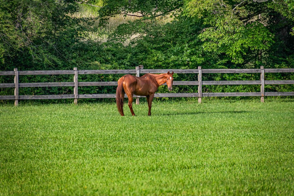 Blue Ridge, Georgia, 30513, United States, 3 Bedrooms Bedrooms, ,3 BathroomsBathrooms,Residential,For Sale,1974409