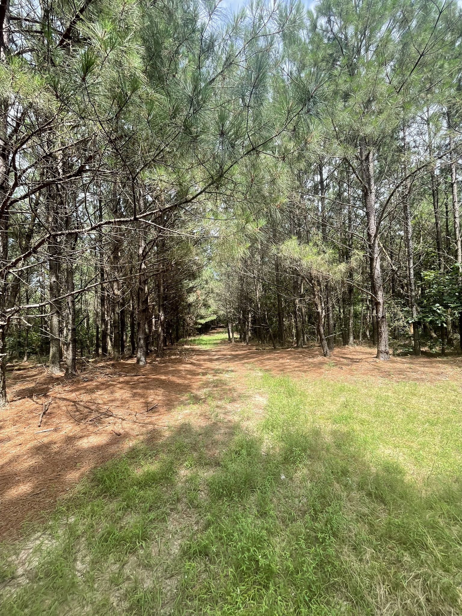 Cove, Arkansas, 71937, United States, 2 Bedrooms Bedrooms, ,Residential,For Sale,1938285